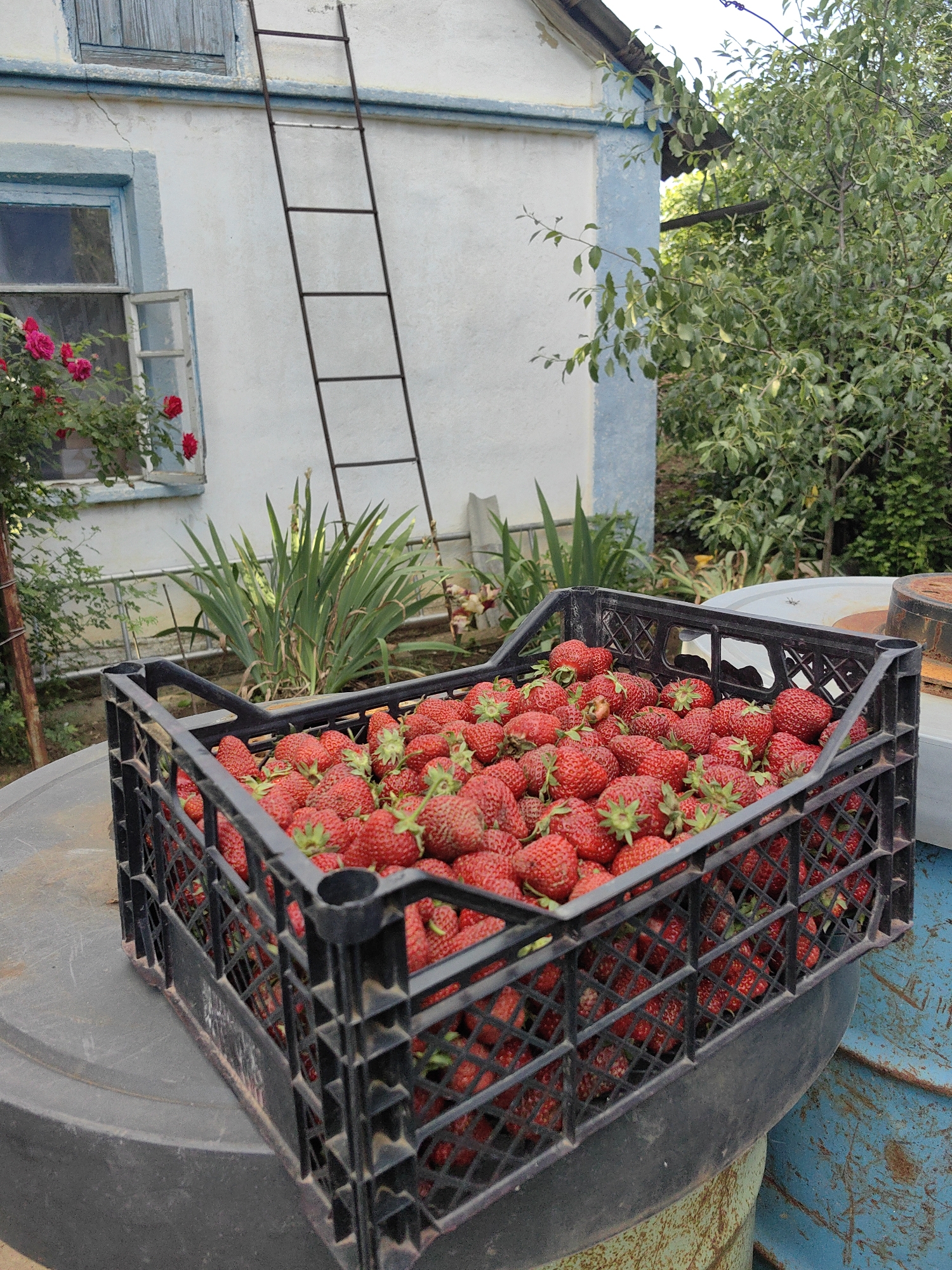 In the city of Zuyivske village council, Ukraine, a crate overflowing with ripe strawberries sits on top of a weathered, large, circular object, possibly a barrel or tank. The crate itself is black, made of plastic with a criss-cross pattern. The strawberries are a vibrant red, with visible green stems and leaves.
Behind the crate, a white building with a light blue trim is visible. A window with a blue frame and an open shutter is on the left side of the building. A cluster of pink roses is growing outside this window. To the right of the window, a tall, dark-colored ladder leans against the building. Green plants and foliage are present in front of the building and to the right, suggesting a garden or yard setting. The overall impression is of a rural or semi-rural outdoor scene with a focus on the harvested strawberries.