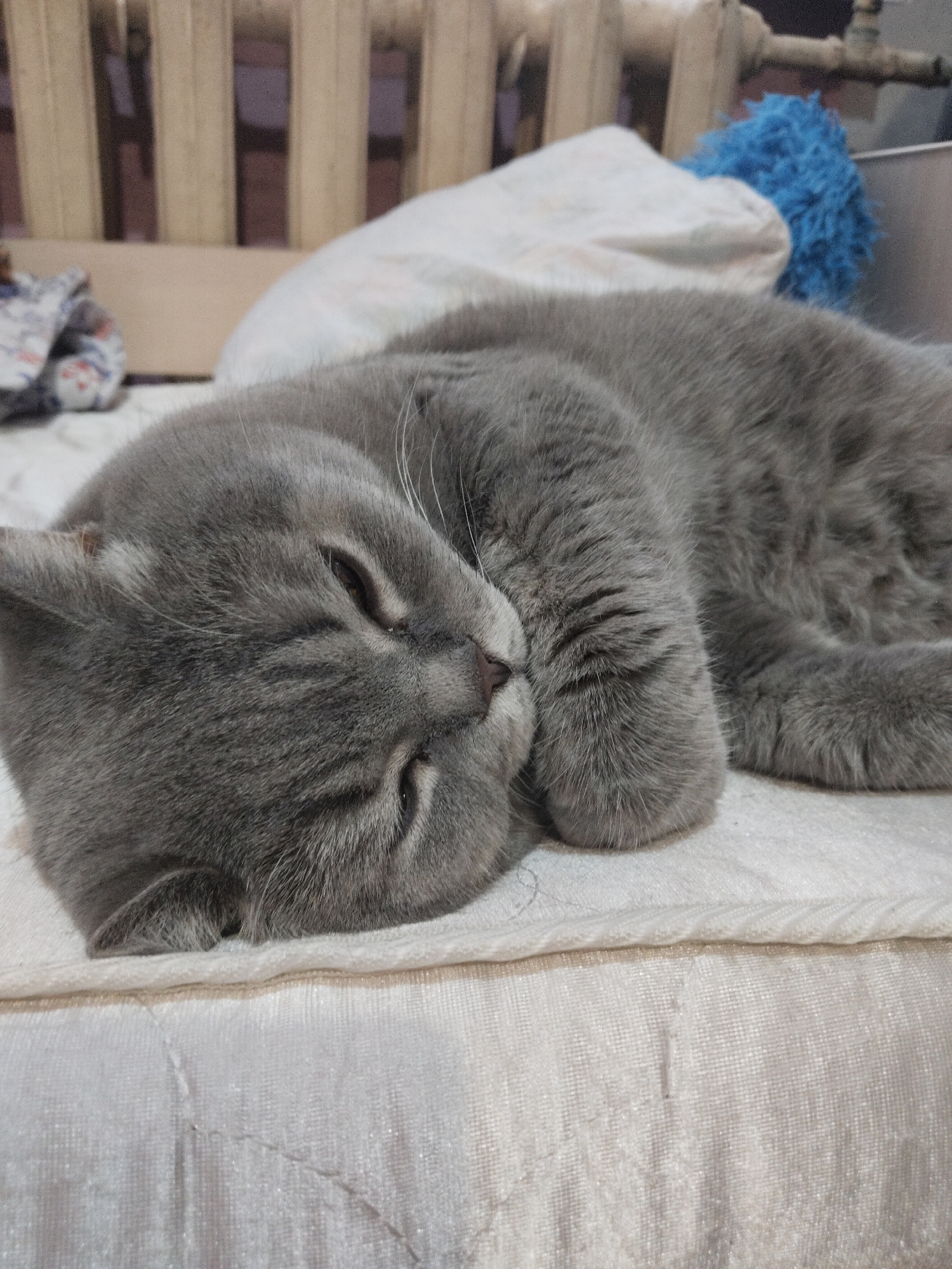 A close-up, slightly elevated shot captures a peaceful grey cat, likely a British Shorthair, sleeping soundly. The cat is curled up on a white, quilted surface, possibly a blanket or mattress topper, which occupies the lower half and most of the middle ground of the image. Its head rests on its paws, eyes closed, and whiskers are visible, extending outwards.
In the blurred background, a light-colored radiator with vertical slats is visible, suggesting an indoor setting. Behind the cat and to the right, there's a crumpled white fabric, possibly a pillow or sheet, and a distinct blue, fluffy object, which could be a duster or a toy. A small glimpse of another patterned fabric is visible on the far left. The overall ambiance is tranquil and cozy, highlighting the cat's state of deep relaxation. No text is visible in the image. The time of day and weather are not discernible.