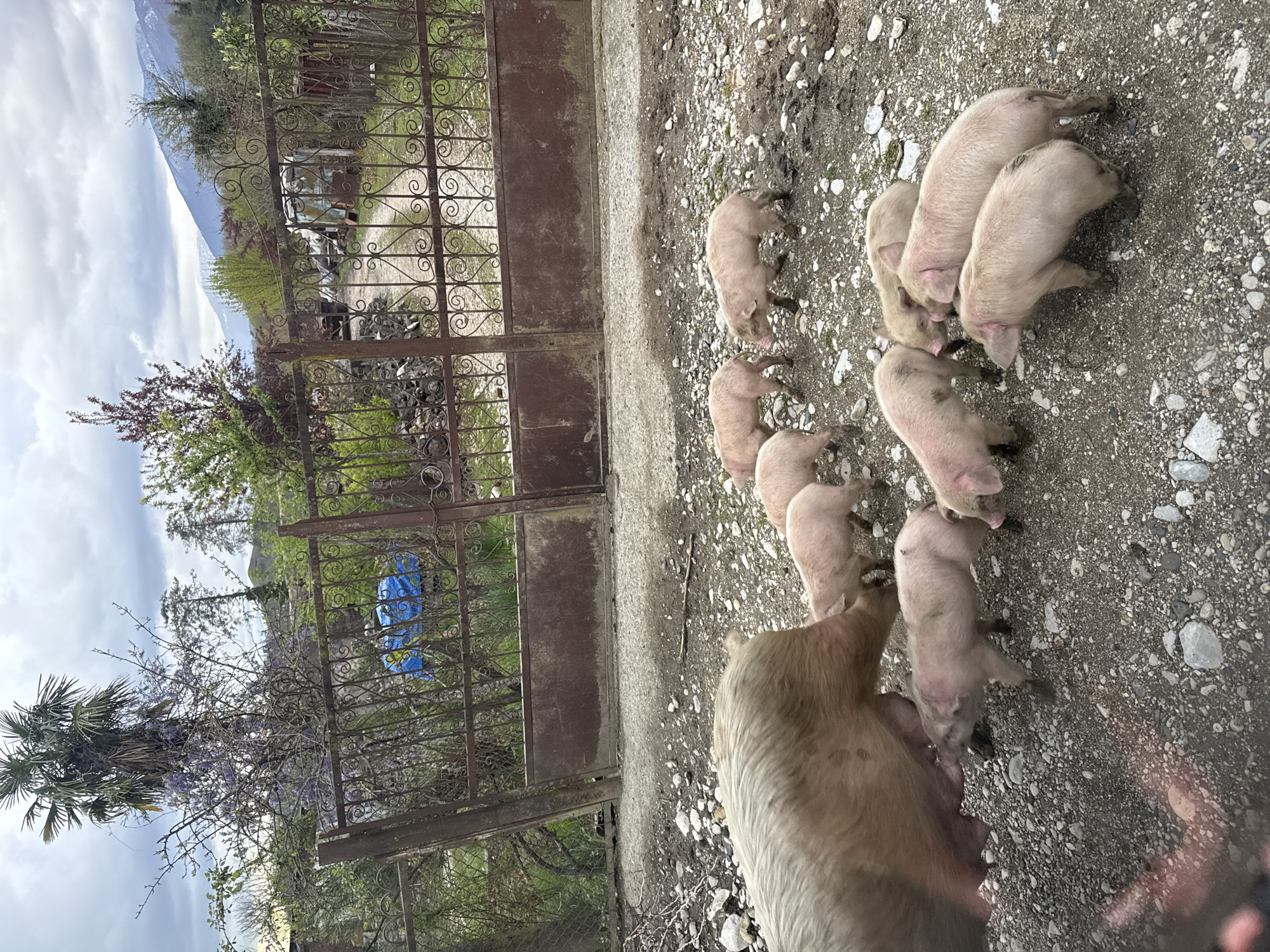 The image shows a sow and her piglets in an outdoor setting in Skurdi, Georgia. The sow is light brown. The piglets are pinkish-beige and appear to be feeding. The ground is gravel. Behind the pigs is a wrought iron gate. Behind the gate is a lush, green area with trees and a blue tarp. A mountain is visible in the distance. The weather appears overcast.