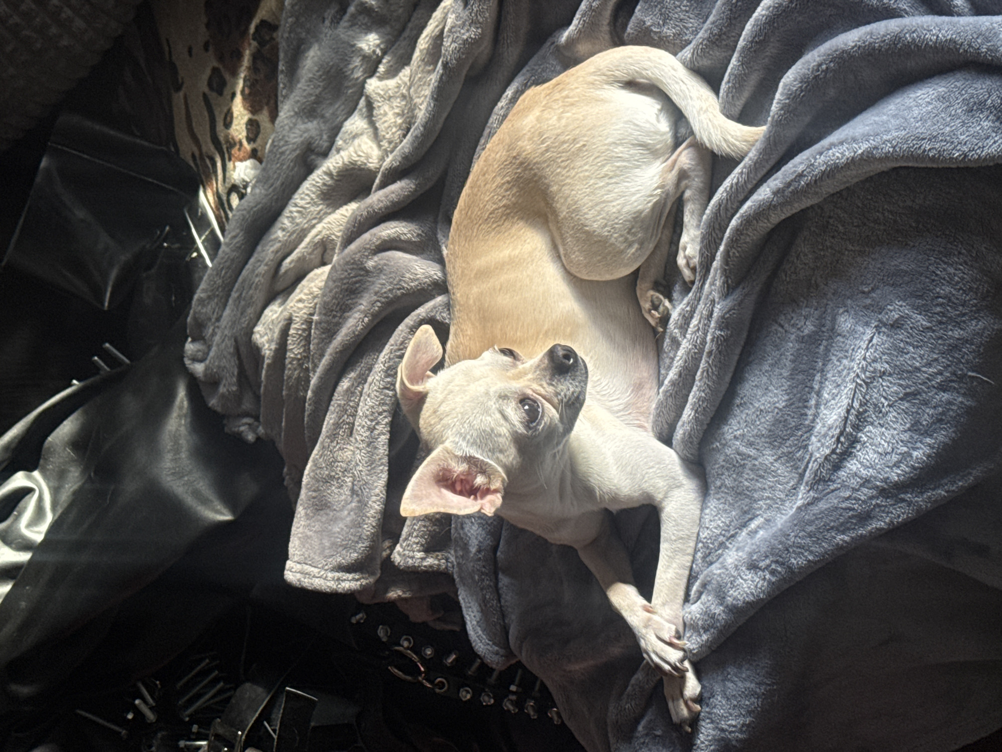 A light tan chihuahua is lying on rumpled gray blankets. The dog's body extends from the upper center of the frame, with its head and front legs in the lower left quadrant. The dog is looking upwards. Parts of a black bag, studded belt, and animal print fabric are visible to the left of the blankets.
It is not possible to determine the location of the image as Sofia, Bulgaria based on the provided content.
