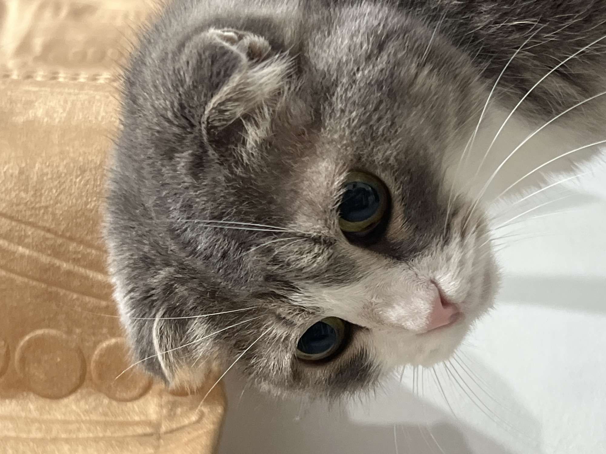 A close-up shot focuses on the face of a gray and white Scottish Fold cat. The cat's ears are folded forward, and its large, round eyes are a deep green with dark pupils, reflecting the surroundings. Its pink nose is small and delicate, and long white whiskers fan out from its muzzle. The cat's fur is short and dense, with a mixture of gray and white patches.
In the background, a textured, golden-brown object is visible, with circular indentations. To the left and bottom, a plain white surface creates a stark contrast with the cat's fur. The lighting suggests an indoor environment, possibly a home. There is no indication of the location being in the city of Choeng Thale, Thailand, or any specific outdoor setting. The scene is static, with the cat appearing to be looking downwards.