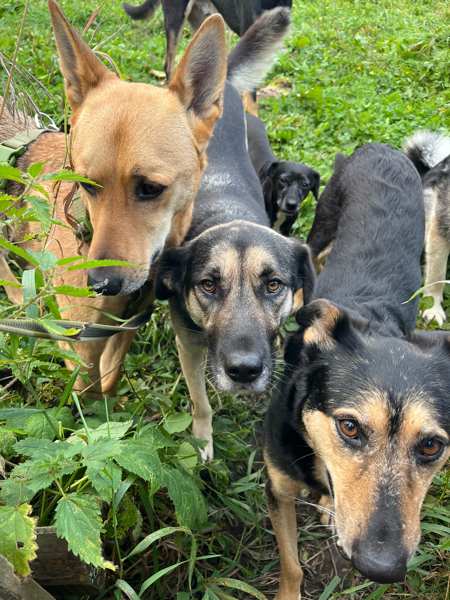 A close-up, high-angle shot captures a pack of mixed-breed dogs in a grassy, outdoor environment, likely a park or a wooded area in Nizhny Tagil, Russia. The dogs, of various sizes and coat colors, are all looking towards the camera with attentive expressions. The foreground is dominated by the faces of three dogs: a tan and black dog on the left with large, erect ears, a darker-colored dog in the center with brown eyes and a black nose, and a black and tan dog in the lower right corner with piercing brown eyes and white whiskers. Behind them, other dogs are visible, including a small black puppy with a curious gaze and dogs with dark coats and lighter markings. The ground is covered in green grass and some low-lying plants. A green harness is visible on the tan and black dog on the left, and a leash is also present. The overall impression is one of a group of dogs in their natural habitat, perhaps on a walk or in a communal living space.