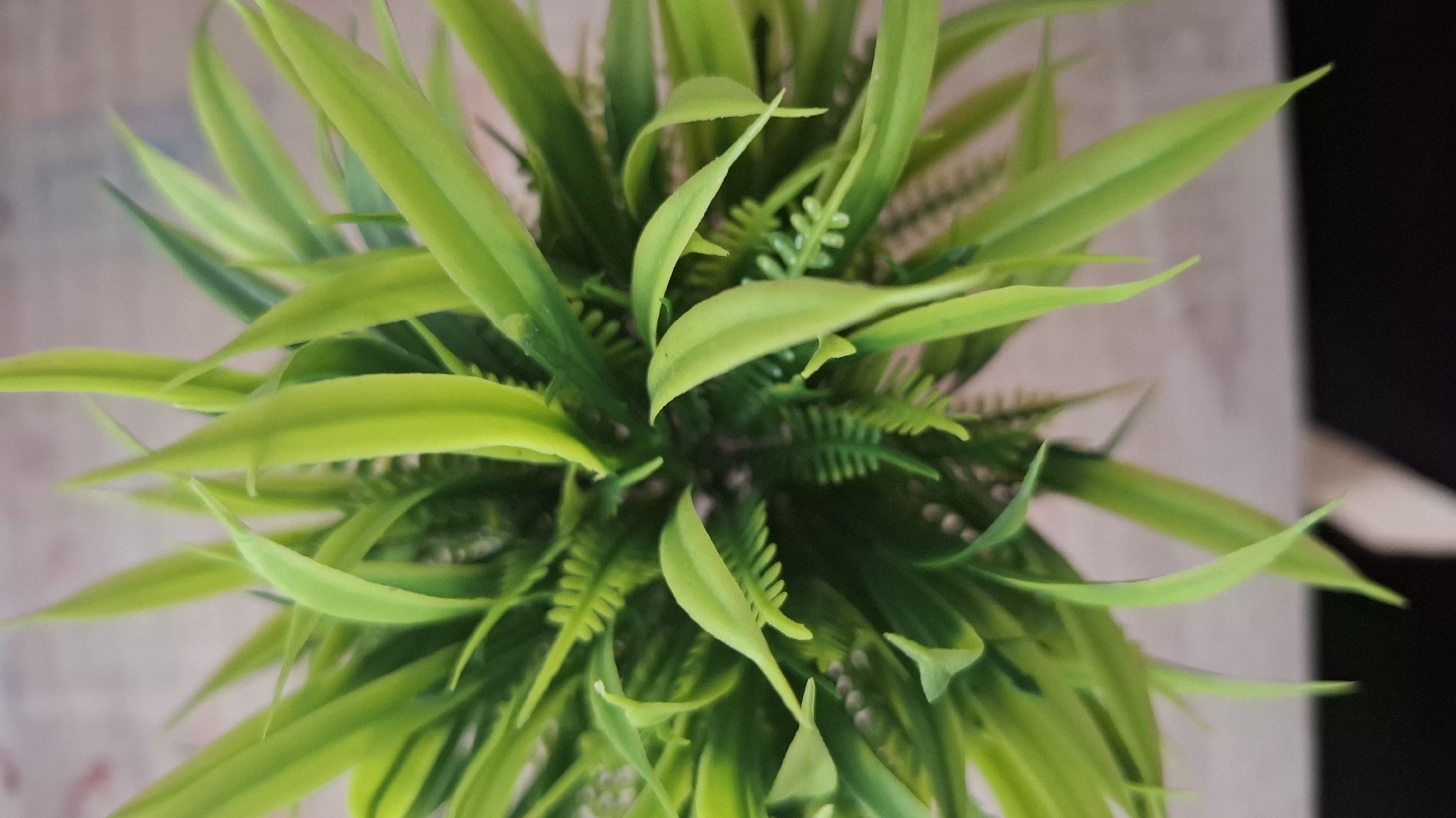 The image displays a vibrant, high-angle close-up view of a dense green plant. The plant is composed of numerous long, thin, pointed leaves, predominantly in bright and medium green hues, radiating outwards from a central point. Intertwined among these broader leaves are smaller, more delicate, fern-like fronds, adding textural variation to the foliage.
The background is significantly blurred, indicating a shallow depth of field. It features lighter, muted tones, possibly beige or light grey, on the left and upper parts, contrasting with a darker, undefined area on the right. This suggests an indoor setting, possibly an artificial plant on a table or shelf. There is no discernible activity taking place, nor are there any people or visible text. The time of day and specific weather conditions cannot be determined from the indoor setting. The image emphasizes the lush greenery and intricate structure of the plant. No visual cues within the image directly suggest its location as Saint Petersburg, Russia.