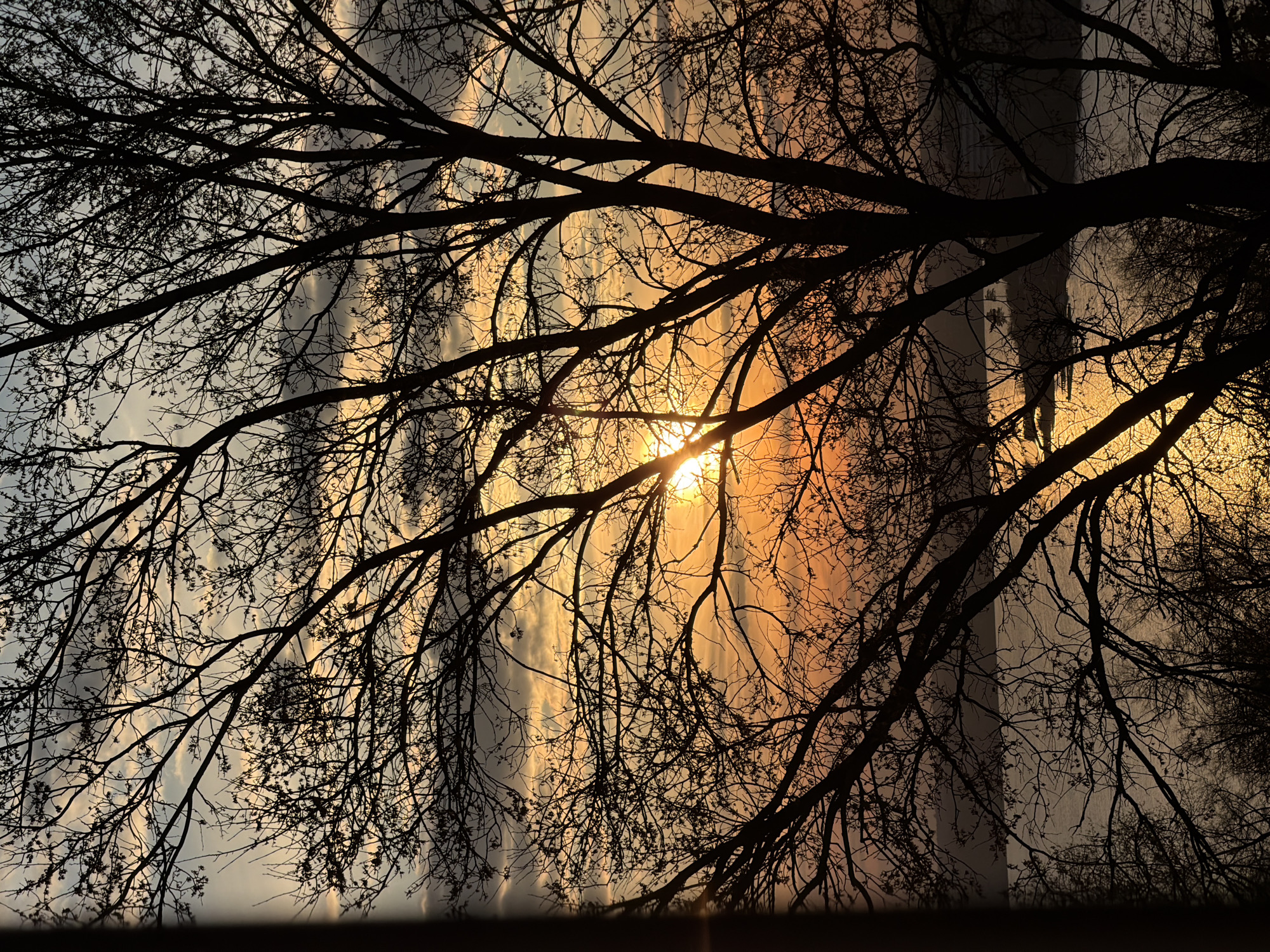The image presents a high-contrast silhouette of bare tree branches against a dramatic sky, indicating either sunrise or sunset. A bright, radiant sunburst is visible through the dense network of dark, leafless branches, situated slightly to the right of the center. The sky transitions from cool blues and grays on the left to warm golden yellows and oranges around the sun on the right, with elongated, wispy clouds streaking across the canvas. The intricate pattern of the dark branches fills most of the foreground, extending from all edges of the frame. On the far right, a tall, dark, and possibly reflective vertical structure, likely a building, is subtly silhouetted against the bright sky, partially obscured by the tree branches. The scene captures a natural moment, devoid of any visible human activity or text. The strong backlighting emphasizes the delicate structure of the branches and creates a tranquil, atmospheric setting, possibly in Izhevsk, Russia.