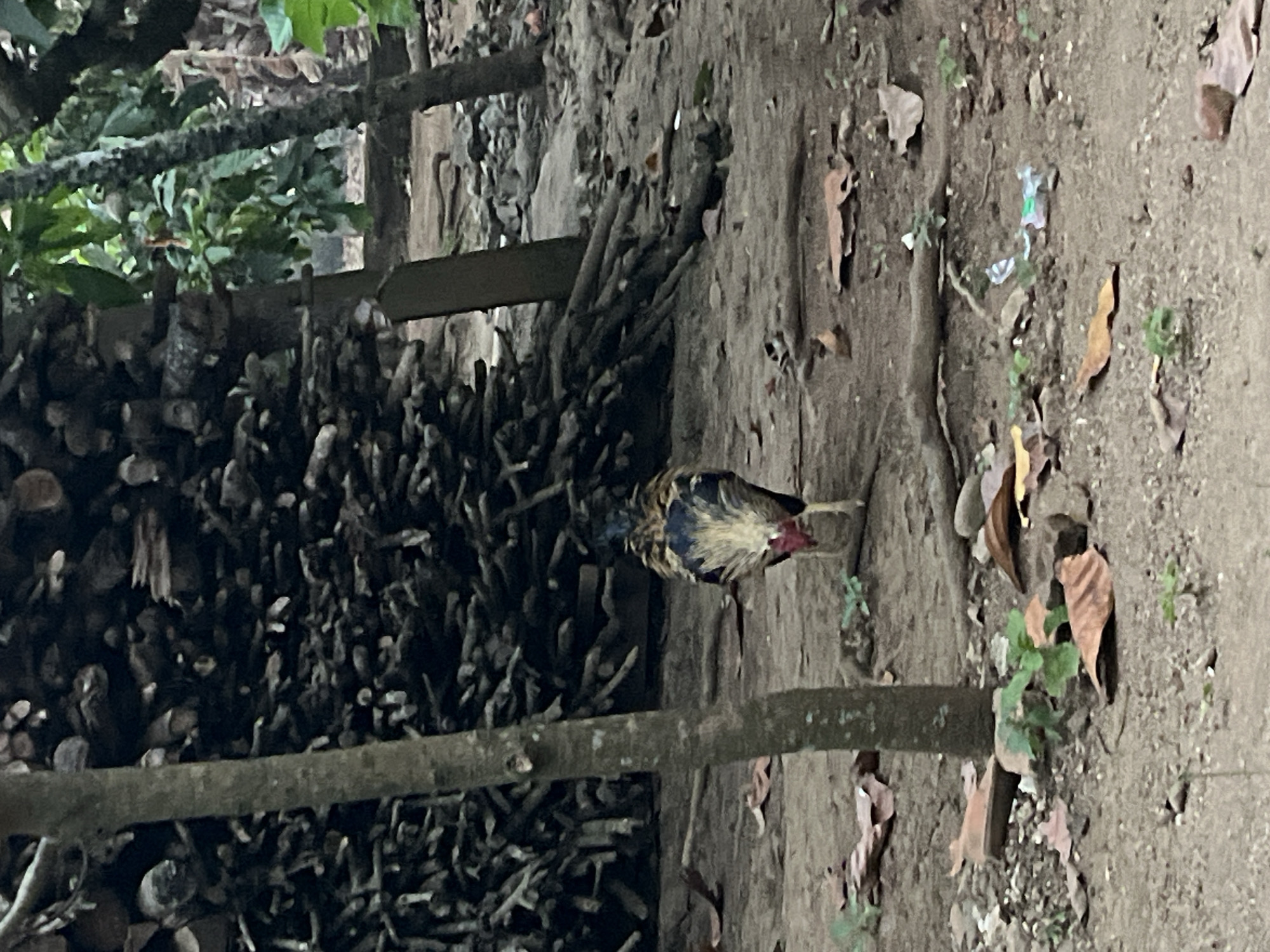 In Kebumen, Indonesia, a rooster stands in the foreground of a natural outdoor setting. The rooster is facing away from the camera, displaying its colorful plumage of brown, black, and gold feathers. Its wattles are red. The ground is covered in dirt, scattered leaves, and small rocks. In the background, a large pile of cut branches is stacked vertically. Several trees with rough bark are also visible, with green foliage in the distance. The scene appears to be a rural or backyard environment.