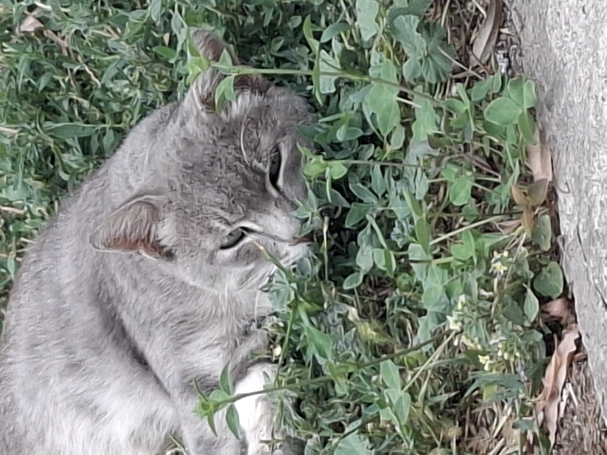 A grey cat is lying on its side in the grass, with its head resting on its paws. The cat's eyes are partially closed, and its body is relaxed. The grass is green and lush, with a few small white flowers scattered throughout. There is a paved surface in the lower right corner of the image. The scene appears to be in a park or garden setting.