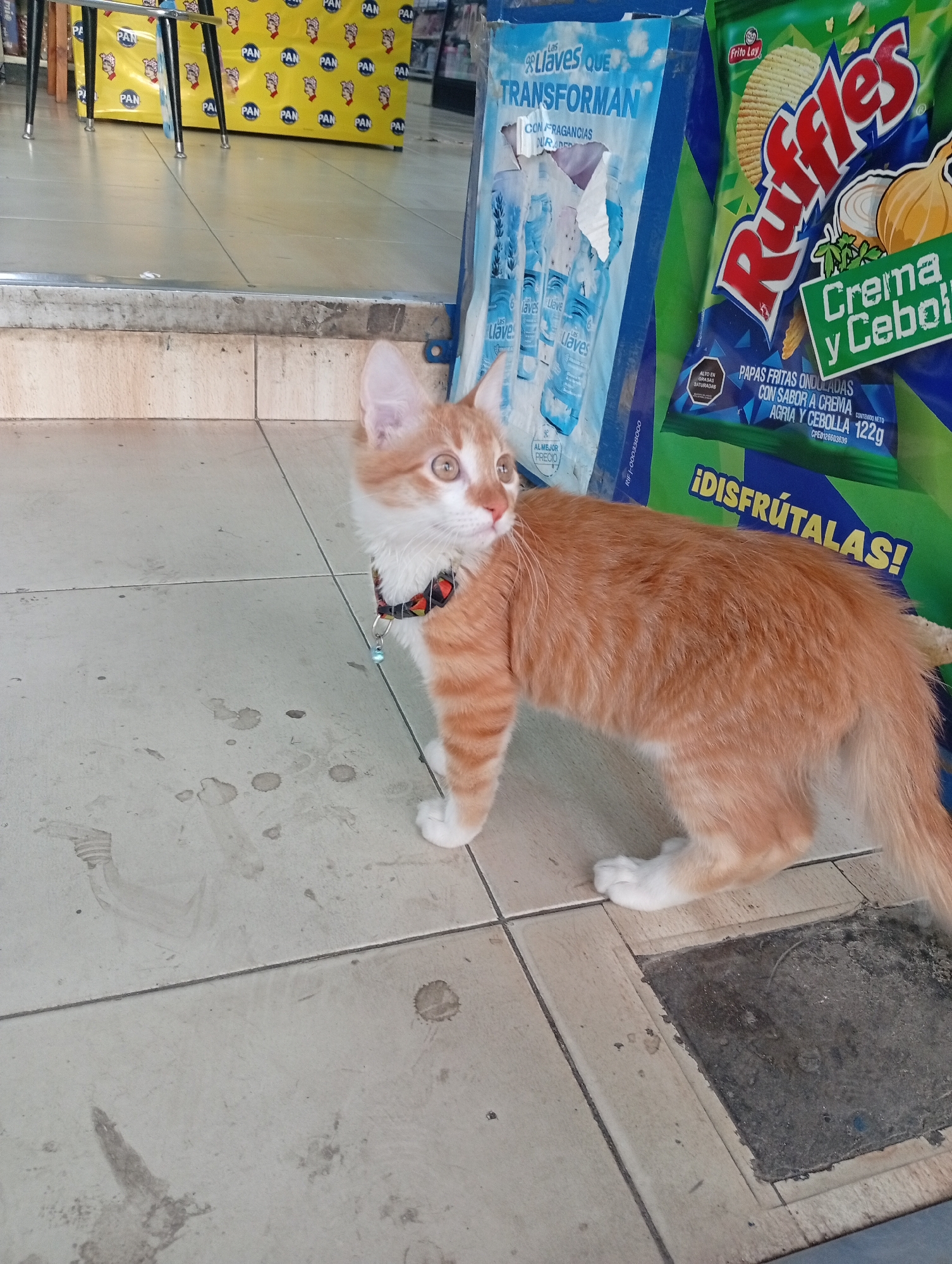 An orange and white kitten stands on a tiled floor in front of a display of snacks. The kitten is wearing a black collar with a small blue charm. Behind the kitten are two large bags of snacks. The bag on the left is blue and has text that reads "LLAVES QUE TRANSFORMAN". The bag on the right is green and features the Ruffles brand logo and text that reads "Crema y Cebolla". In the background, a yellow display with the word "PAN" repeated multiple times is visible, along with some tables. The scene appears to be in a store or market.