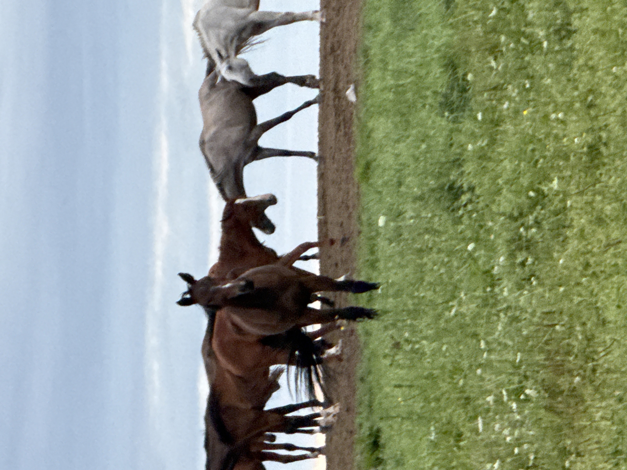 In Galinė, Lithuania, a herd of horses stands on a ridge of brown earth under a cloudy sky. In the foreground, a dark brown horse is clearly visible, facing the camera. Behind it, several other horses, varying in shades of brown and grey, are gathered, some interacting with each other. The background consists of a pale blue sky with scattered clouds. The horses are positioned on a slight incline, with a field of green grass, dotted with small white and yellow wildflowers, in the lower part of the frame. The overall scene depicts a natural outdoor environment with a focus on the horses.