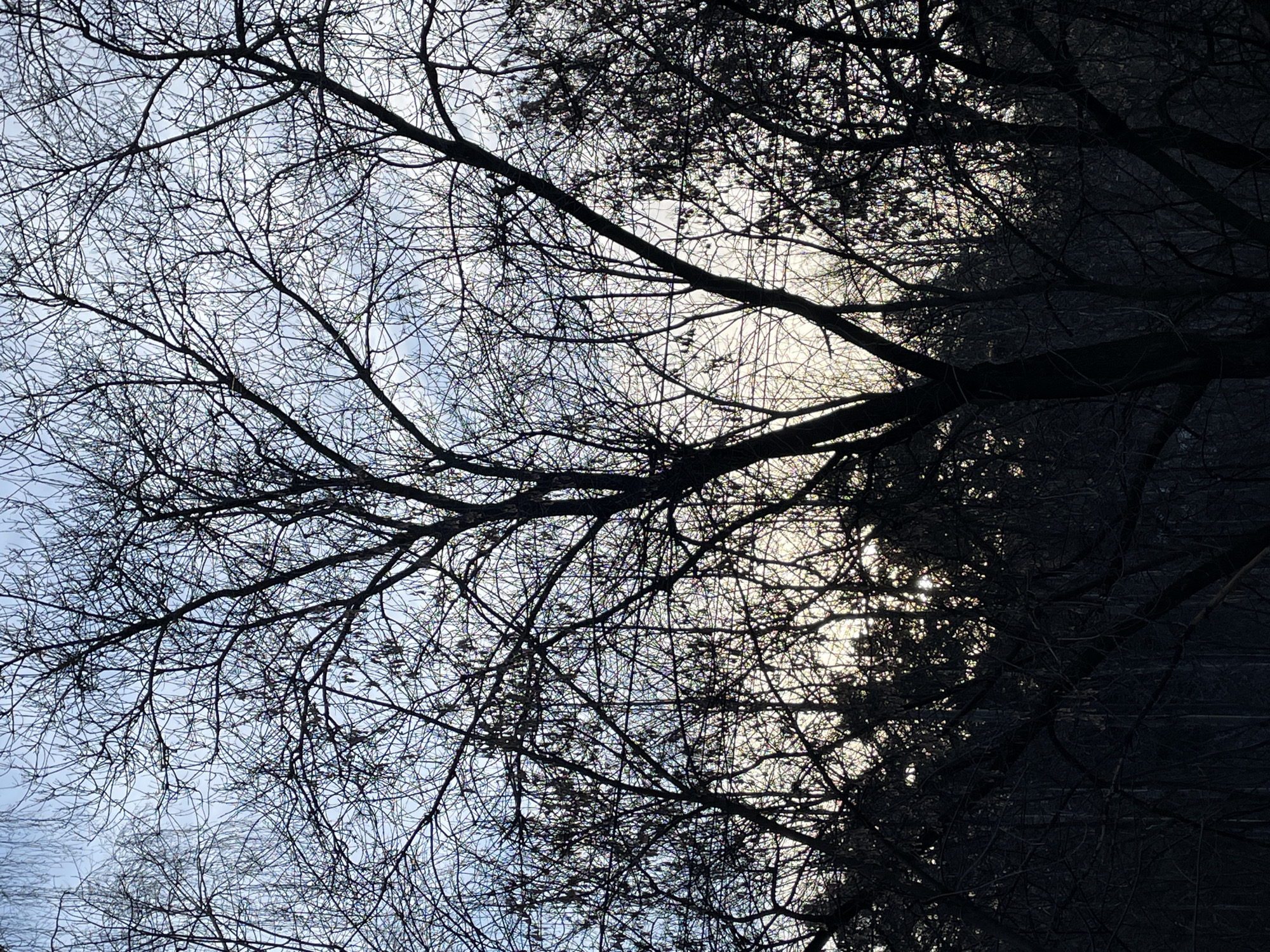 The scene in Izhevsk, Russia, presents a dense natural environment dominated by a network of silhouetted, bare deciduous trees. The upper and mid-ground display an intricate pattern of dark tree branches against a mottled sky, which transitions from light blue-grey at the top to a prominent, bright yellowish-white glow in the lower central area, indicating strong backlighting. Clusters of dried seed pods or catkins are visible on several branches. The lower portion of the image is comprised of a deep, dark silhouette of additional dense tree cover, likely a forest or thicket extending to the horizon. No individuals, animals, artificial structures, or discernible actions are present. The absence of foliage suggests a colder season.
