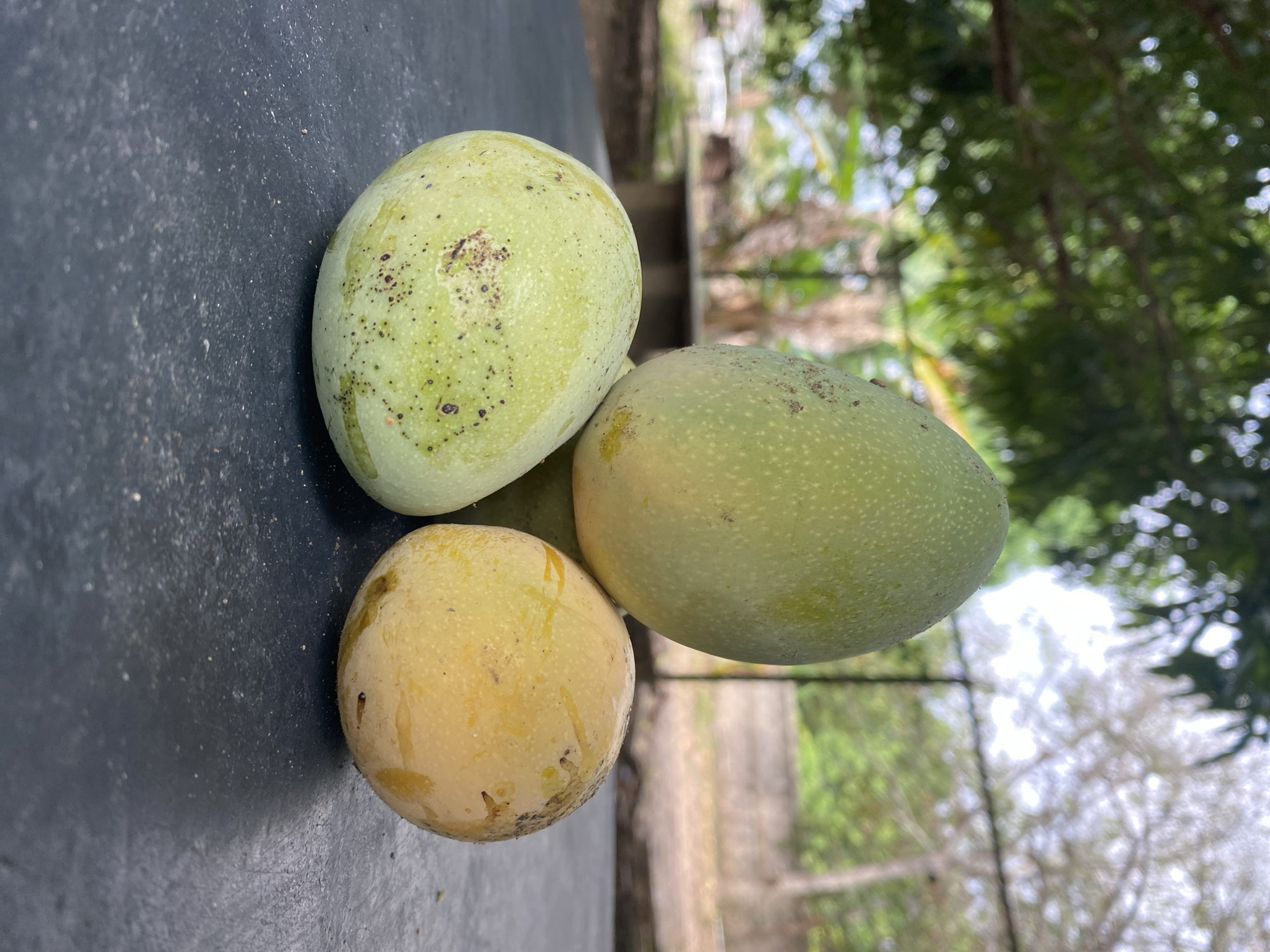 The image shows three mangoes on a dark, rough surface. Two mangoes are green with dark spots, while one is yellow. The background is blurry, showing foliage and a building, suggesting an outdoor setting. The location is Tinaquillo, Venezuela. No people are visible.