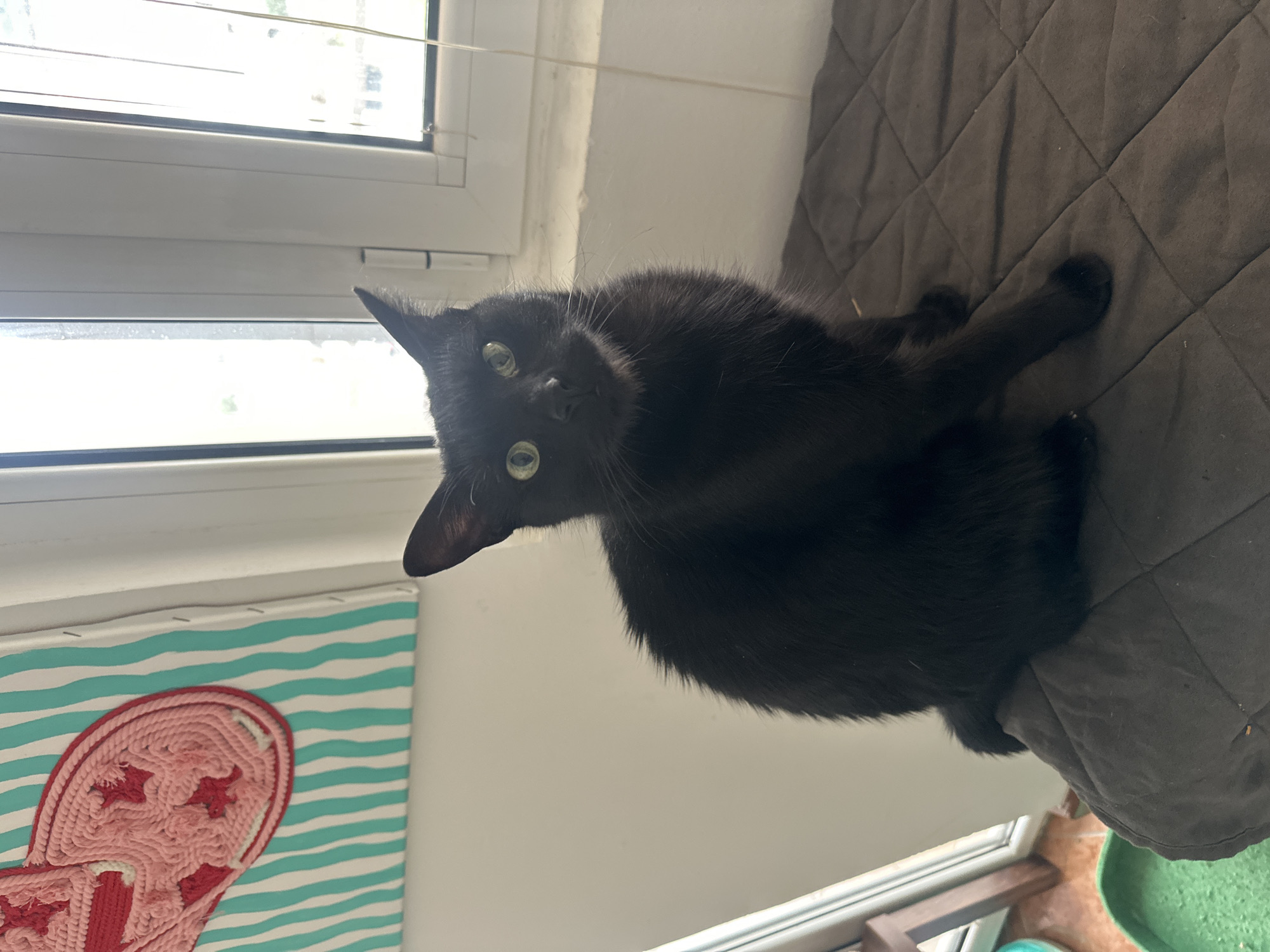 A black cat with green eyes is lying on a dark grey quilted surface. The cat is positioned in front of a white-framed window with sunlight streaming through it. Below the window, there's a wall art piece with blue and white stripes and a red and pink yarn design resembling a heart or flower. The location is plausibly an indoor setting within the city of Budva, Montenegro, although the image doesn't explicitly confirm this, it was provided in the prompt. The cat is the primary subject, and its pose suggests it's either resting or looking at the camera.