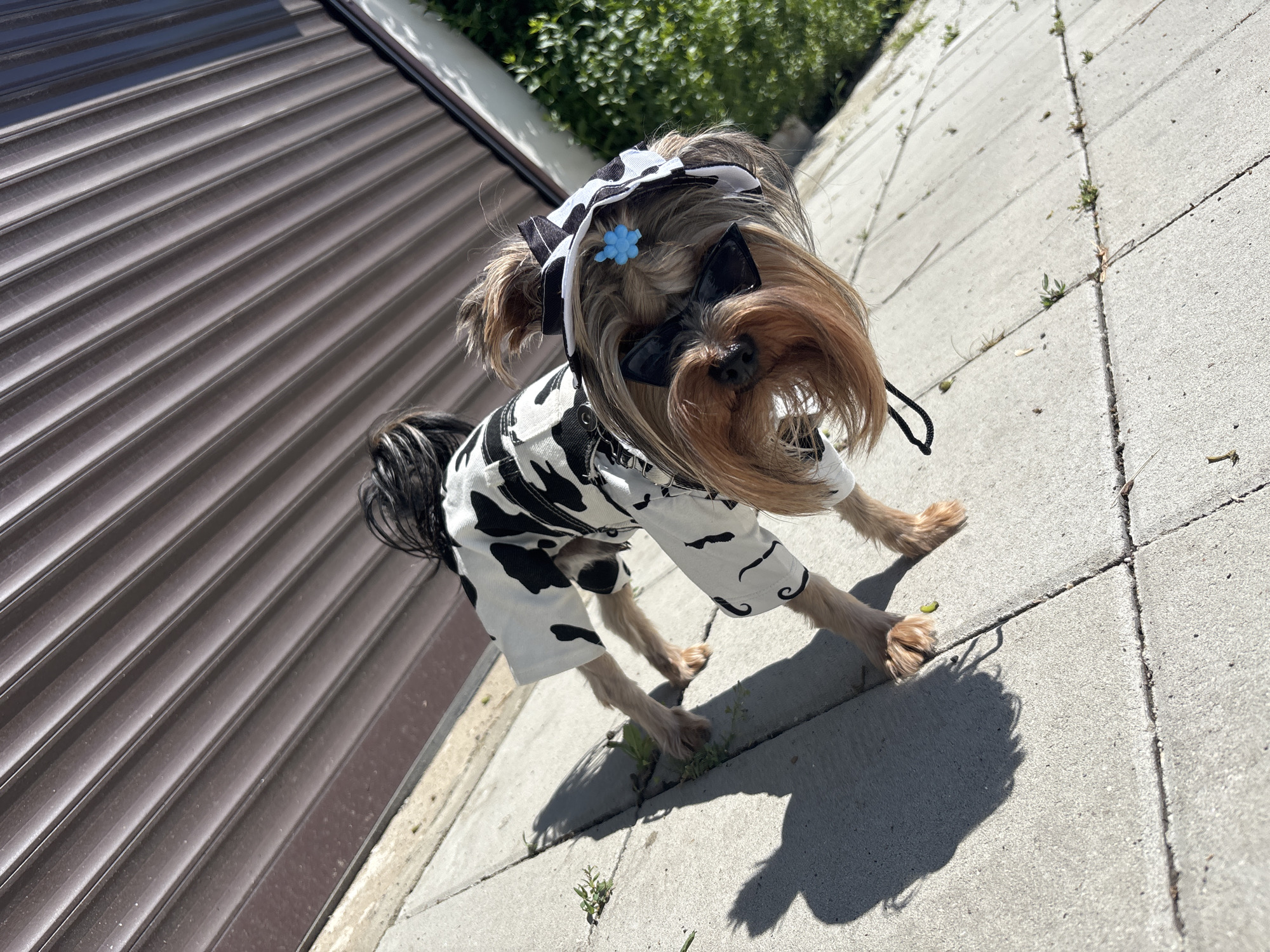 A small dog, resembling a Yorkshire Terrier, is the central subject of this outdoor, eye-level shot. The dog is adorned in a distinctive white outfit with black, irregular cow-like patterns, covering its body and part of its legs. Its head is decorated with a matching cow-print headband or large bow, featuring a small light-blue flower embellishment. Another black, shiny bow is positioned on the dog's head, partially obscuring its face and blending with its long, brown and black fur.
The dog stands on a light gray concrete or paved surface, which shows visible cracks and small patches of green weeds growing through them. Distinct shadows are cast on the ground, indicating bright sunshine. To the left of the dog, a large, dark brown, ribbed surface rises diagonally, likely a garage door or shutter, with a lighter trim visible at the top edge. In the upper background, blurred green foliage suggests bushes or plants. The dog's posture suggests it is in motion, with its front legs slightly forward. The scene is brightly lit, pointing to a clear, sunny day. No text is visible in the image.