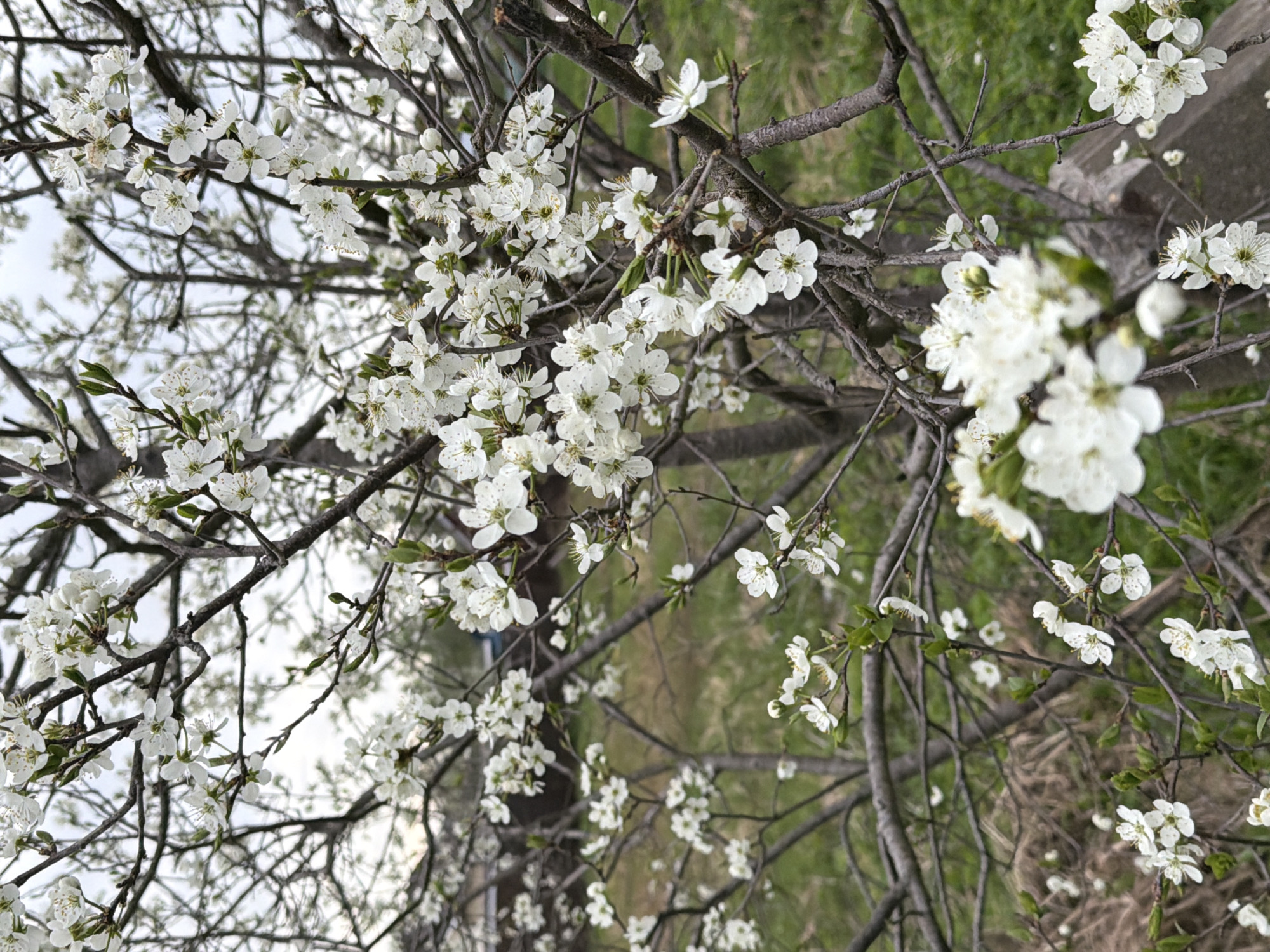 The image depicts a blossoming tree with white flowers in Reshetnikovo, Russia. The branches are bare except for the clusters of small, white flowers. The background consists of a grassy area with hints of gray structures. The scene is photographed from below, looking up into the tree.