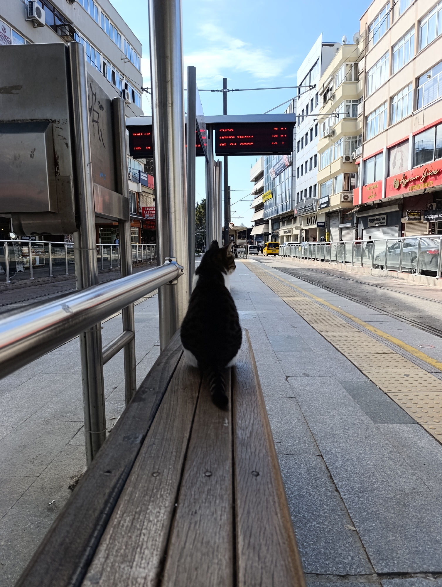 A cat sits on a wooden bench at a tram stop in the city of Antalya, Turkey. The bench is made of gray wooden planks, and the cat, seen from behind, has a dark-colored back with some white patches. The bench sits behind stainless steel posts, likely part of the tram stop structure. Behind the stop is a wide street with sidewalks. Buildings line both sides of the street, housing various businesses with storefronts visible. A yellow taxi can be seen in the distance on the street. Overhead digital signs at the tram stop display information in red text. The ground is paved with gray tiles.