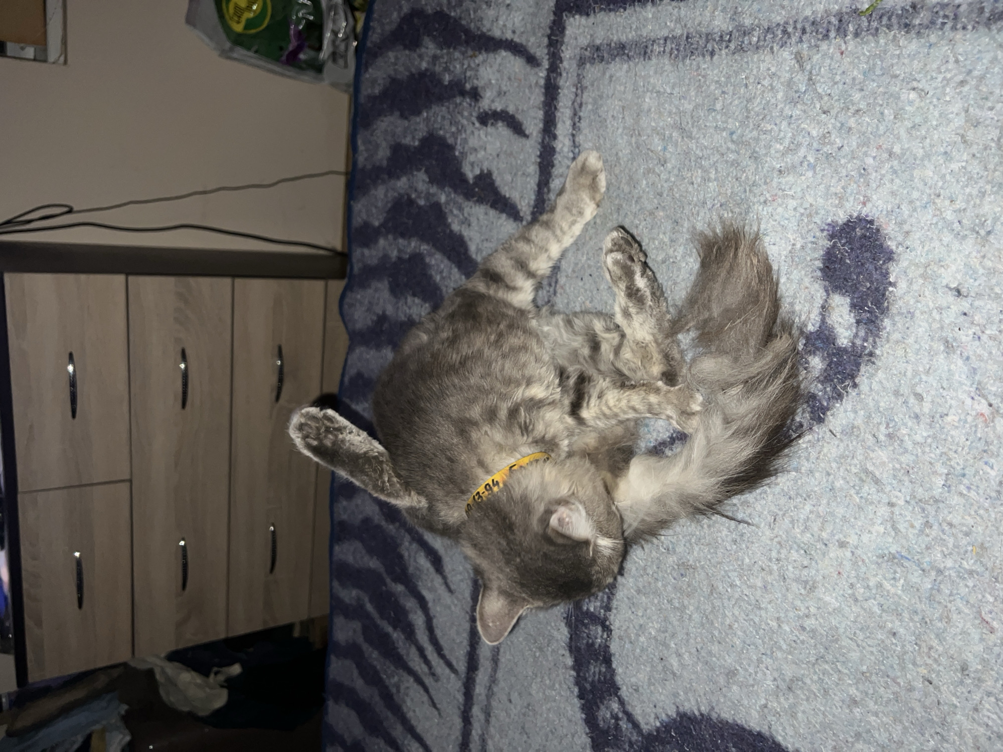 A grey tabby cat is grooming itself on a blue and white striped blanket in a dimly lit room. The cat is lying on its side with one leg extended upwards and its head lowered, cleaning its paw. A yellow collar is visible around its neck. In the background, a wooden dresser with multiple drawers is visible. To the right, a plastic bag with a green label is on the floor, and a black cord hangs from the wall. The scene is indoors, with no indication of location in Drohobych, Ukraine.