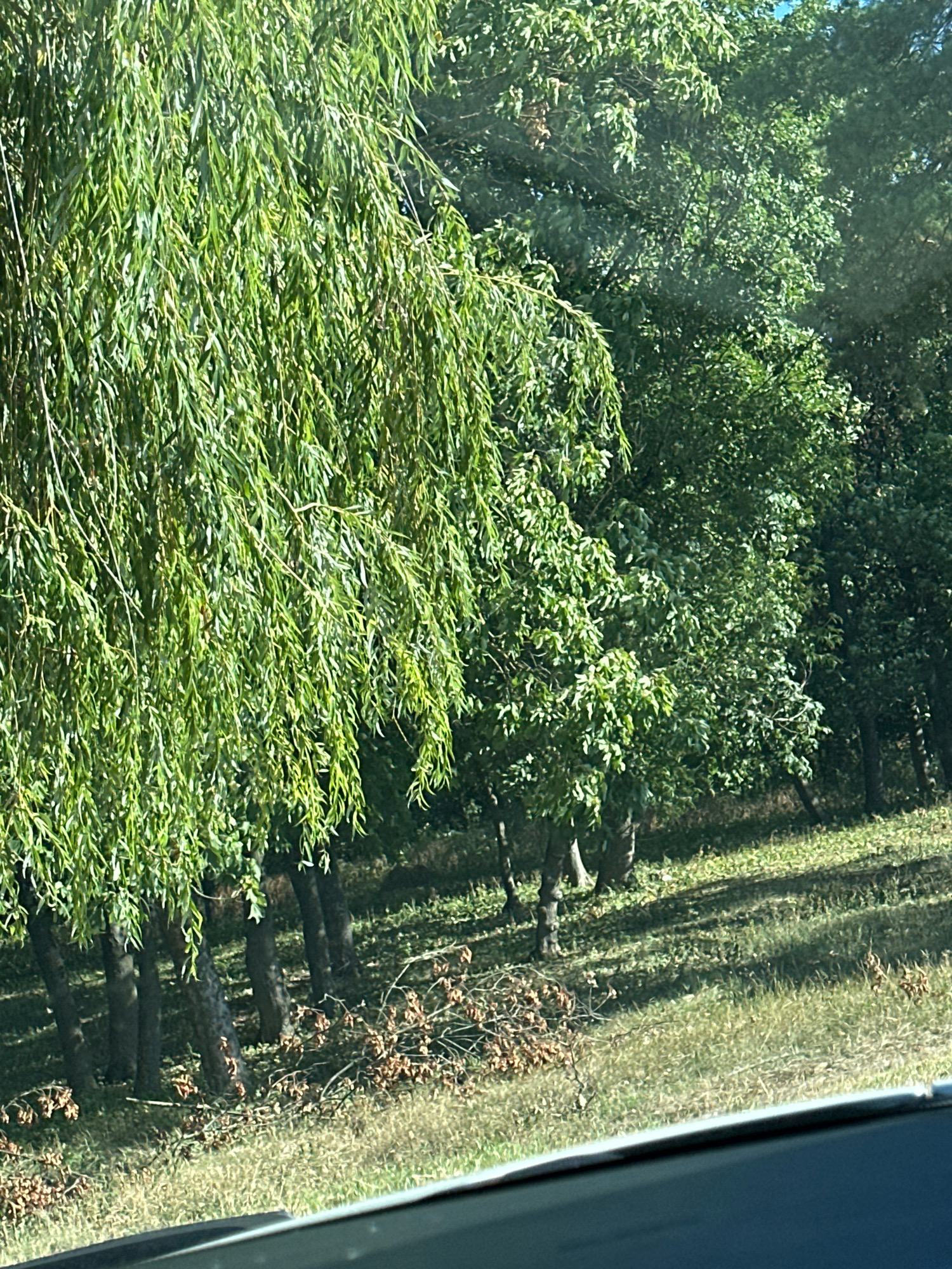 This image captures a sunlit scene of trees on a gentle slope, possibly on the outskirts of Makiv, Ukraine. The dominant element is a weeping willow tree on the left, its long, slender leaves creating a curtain of vibrant green. Behind it, a dense collection of deciduous trees with fuller foliage forms a darker backdrop, suggesting a mixed woodland. The ground is covered in dry, straw-colored grass, dappled with shadows from the trees, indicating a sunny day. Scattered across the grass are fallen branches and dry leaves, some appearing recently dislodged, hinting at natural shedding or perhaps minor pruning. The overall impression is one of a natural, undisturbed environment bathed in the warm light of a summer or early autumn afternoon.