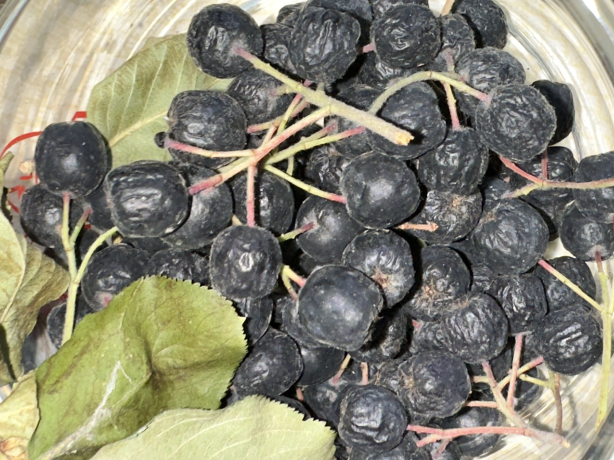 The image displays a close-up, overhead view of a pile of dark, round berries, likely chokeberries, resting in a clear container. Several green leaves, some with visible veins and irregular edges, are interspersed among the berries. The berries appear slightly shriveled and have thin, reddish-green stems attached to them. The background shows the curved, transparent surface of the container, reflecting light. There is no indication of the city of Biysk, Russia, or any other specific location within the image. The scene is static and focuses solely on the arrangement of the berries and leaves.