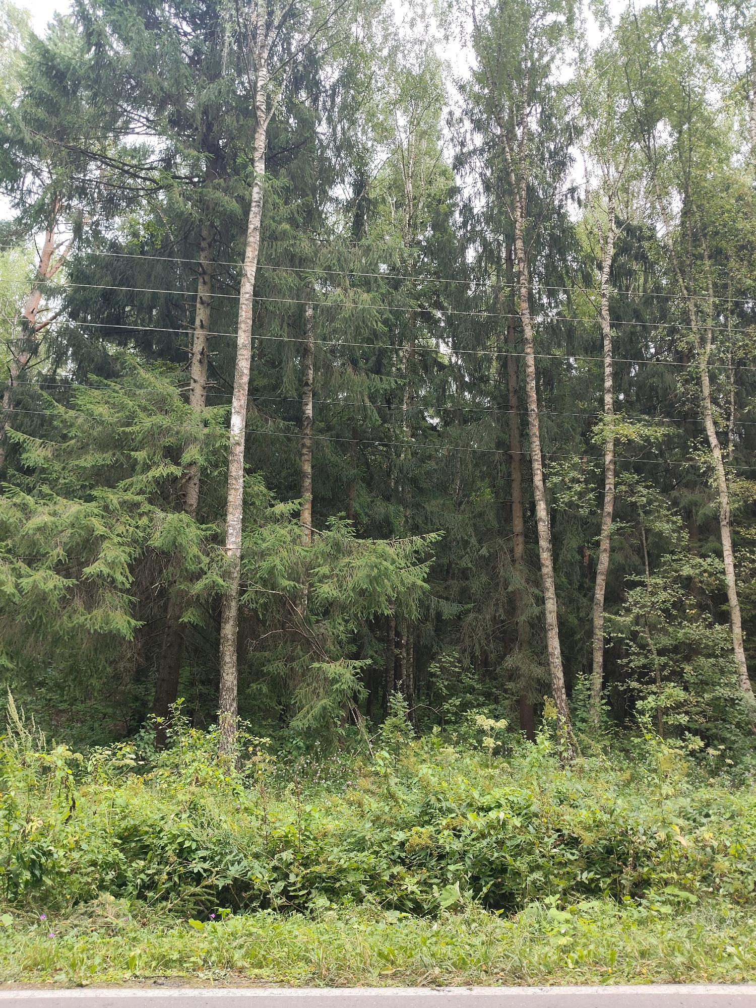 The image shows a dense forest with a mix of coniferous and deciduous trees. Several tall, slender birch trees with white, mottled bark stand out against the darker green of the surrounding fir trees. Multiple horizontal power lines are strung across the scene, passing between the trees. The undergrowth is thick and verdant with various plants and grasses. The foreground shows the edge of a paved surface, likely a road, with a white line marking its edge. The scene is located in the city of Чеховские Угодья Кп, Russia. There are no people visible in the image. The environment is natural and appears to be a roadside forest.