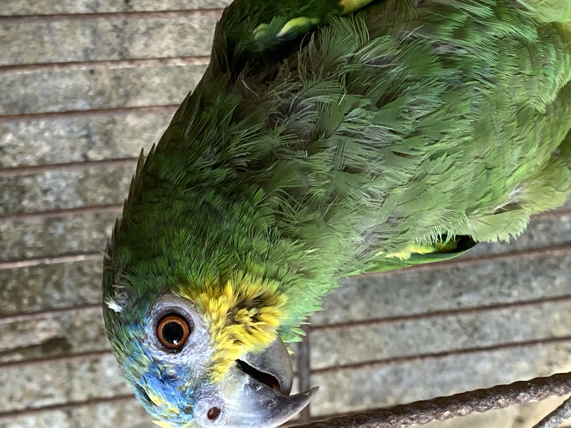 A close-up image shows a parrot, likely a turquoise-fronted amazon (Amazona aestiva), perched on a rusty metal rod. The parrot has green plumage on its back and head, with some yellow coloration around its face and neck. The forehead has patches of blue feathers. The bird's eye is visible and appears brown. The background consists of weathered, horizontal metal bars, suggesting a cage or similar enclosure. The image was taken in Tinaquillo, Venezuela.