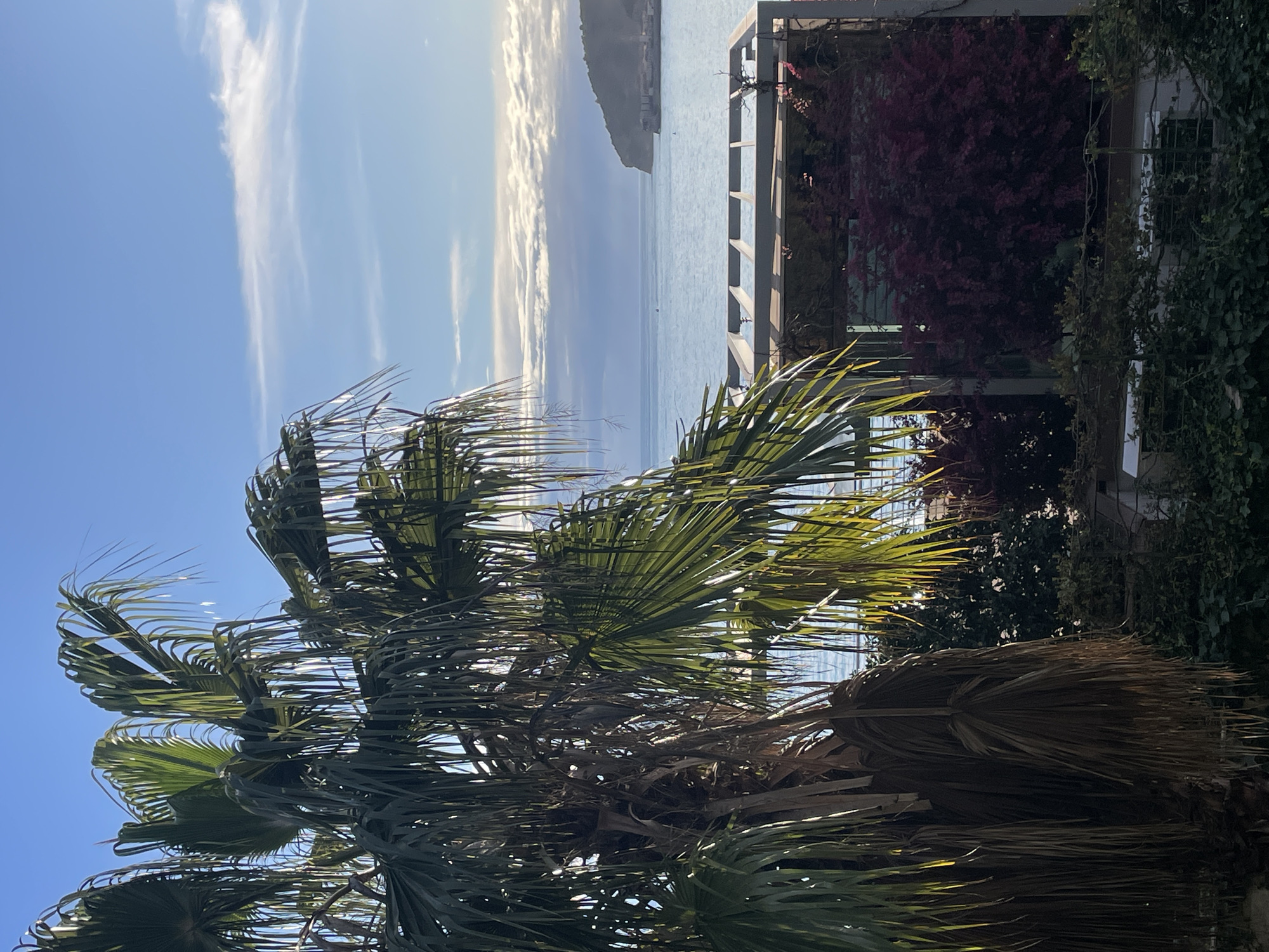 The image displays a coastal landscape in Budva, Montenegro, under clear daylight. A large fan palm tree, exhibiting both vibrant green and dried brown fronds, occupies the left foreground. To its right, a modern, rectangular structure with a slatted roof is visible, framed by dense green shrubs and a distinct red-leafed plant.
The midground features the calm, blue-grey waters of the Adriatic Sea, with minimal surface ripples. Several small, white objects, consistent with marine buoys or distant boats, are present on the water.
In the background, a prominent, vegetated headland extends into the sea from the right. At the base of this headland, a cluster of light-colored buildings with red roofs identifies the Old Town of Budva. The sky above is blue, with a horizontal band of white stratocumulus clouds near the horizon and a wispy cirrus cloud higher in the frame. No individuals or explicit human activities are depicted.