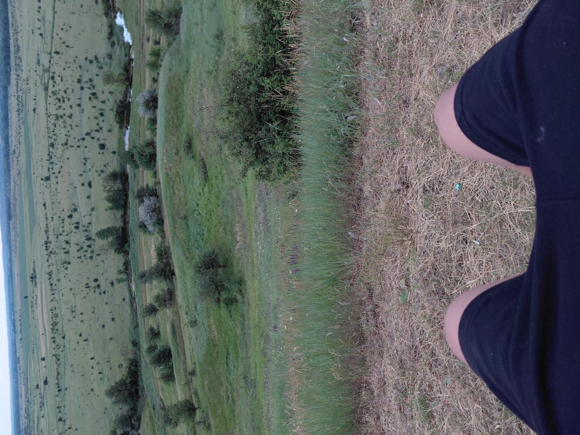 The image depicts a wide-angle view of a rural landscape, likely in Ustyvytsia, Ukraine, from a high vantage point. In the foreground, the upper thighs and knees of a person wearing dark shorts are visible, indicating the perspective of someone sitting or crouching. The ground in the immediate foreground is covered with dry, straw-like grass.
The midground features a steep, grassy slope with scattered trees and bushes. The grass here is greener and taller, with some smaller wildflowers interspersed. A thick, thorny bush with an arching branch is a prominent feature on this slope.
The background reveals a sprawling, gently rolling plain dotted with numerous small trees and patches of cultivated fields. A narrow, winding river or stream is visible cutting through the landscape, reflecting the sky. The horizon is marked by a distant treeline, and the sky is overcast, suggesting early morning or late evening. The overall scene is one of a serene, natural environment.