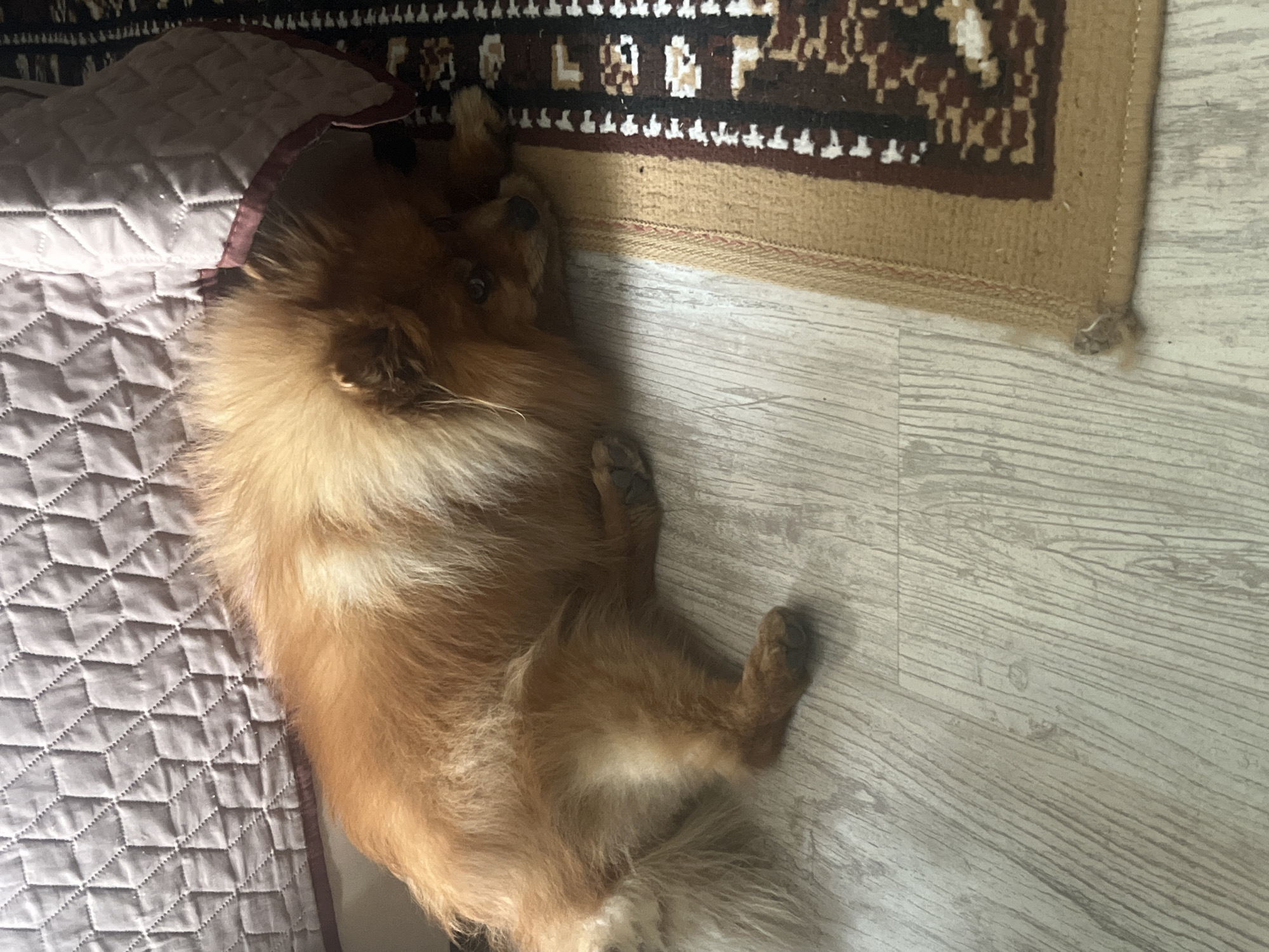 The scene depicts an indoor environment in Asenovgrad, Bulgaria. A small, fluffy dog, identified by its reddish-orange and light tan fur, is lying on its left side. Its head is positioned towards the bottom center of the frame, resting on its front paws, with its eyes partially visible. The dog's back and neck are in contact with a light gray, diamond-quilted bedspread or coverlet, which exhibits a darker, possibly burgundy, trim along its edge. The dog rests on a light-colored laminate or wood-plank floor, characterized by a distinct grain pattern. To the right of the dog, a woven rug with a tan border and a central geometric pattern featuring dark brown, red, and white elements is partially visible. The rug's edge shows some minor fraying. No human subjects are present in the image.