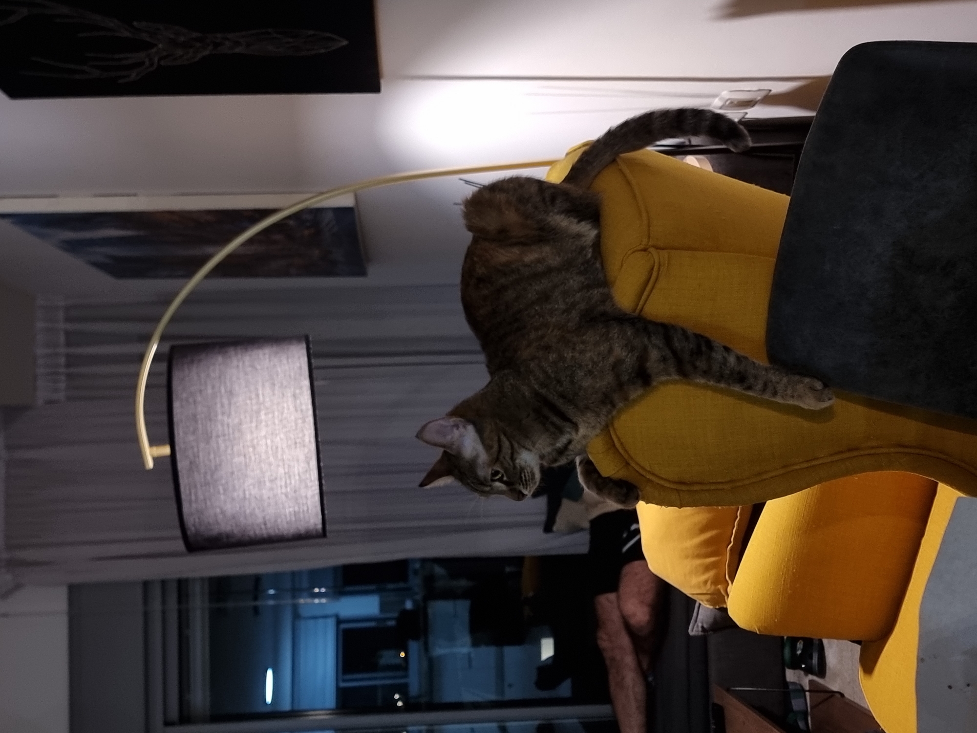 A tabby cat is draped over the arm of a yellow armchair. A floor lamp with a dark lampshade stands nearby. Through a window, a nighttime cityscape is visible, consistent with the city of Ramat Gan, Israel. A person is present in the background, partially obscured. A dark upholstered chair is also visible. Two framed prints hang on the wall. The room appears to be indoors and artificially lit.