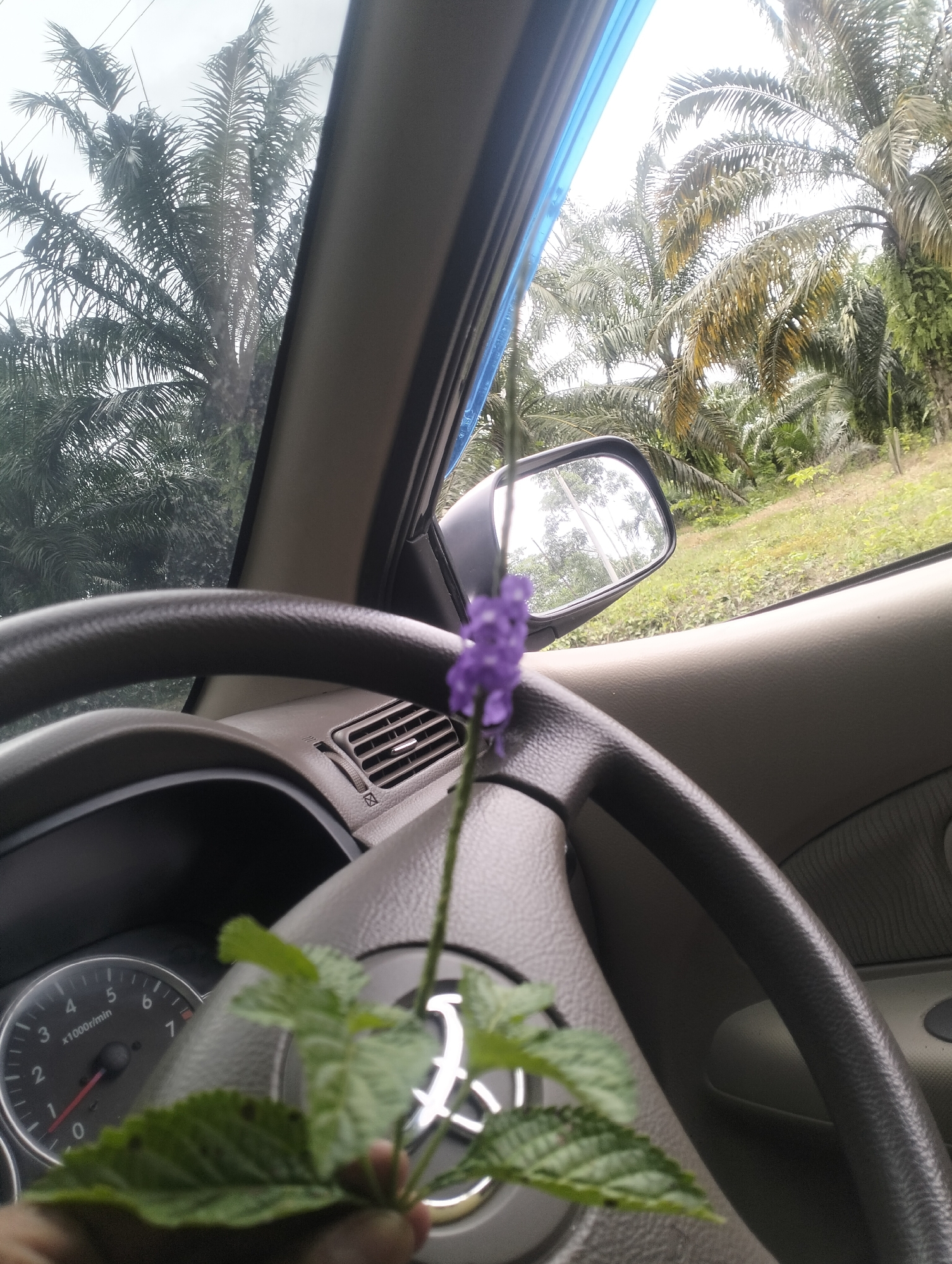 The image, captured from inside a vehicle, shows a person holding a small plant with purple flowers and green leaves. The plant is positioned in front of the steering wheel, partially obscuring the dashboard. Through the car windows, lush green palm trees and foliage are visible, suggesting a rural or tropical environment. The sky appears overcast. The scene depicts a moment of personal interaction with nature while traveling, with the car's interior elements like the steering wheel and air vent also visible. The context places this scene in Cotseutui, Indonesia.