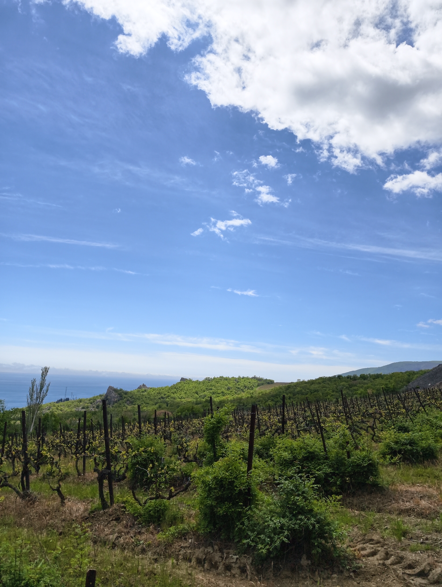 The image shows a vineyard in an unknown location. Rows of grapevines with young green leaves are supported by wooden stakes. The ground is dry and covered with sparse vegetation. In the background, a green hillside stretches towards the sea, which is visible on the horizon. The sky is blue with scattered white clouds.