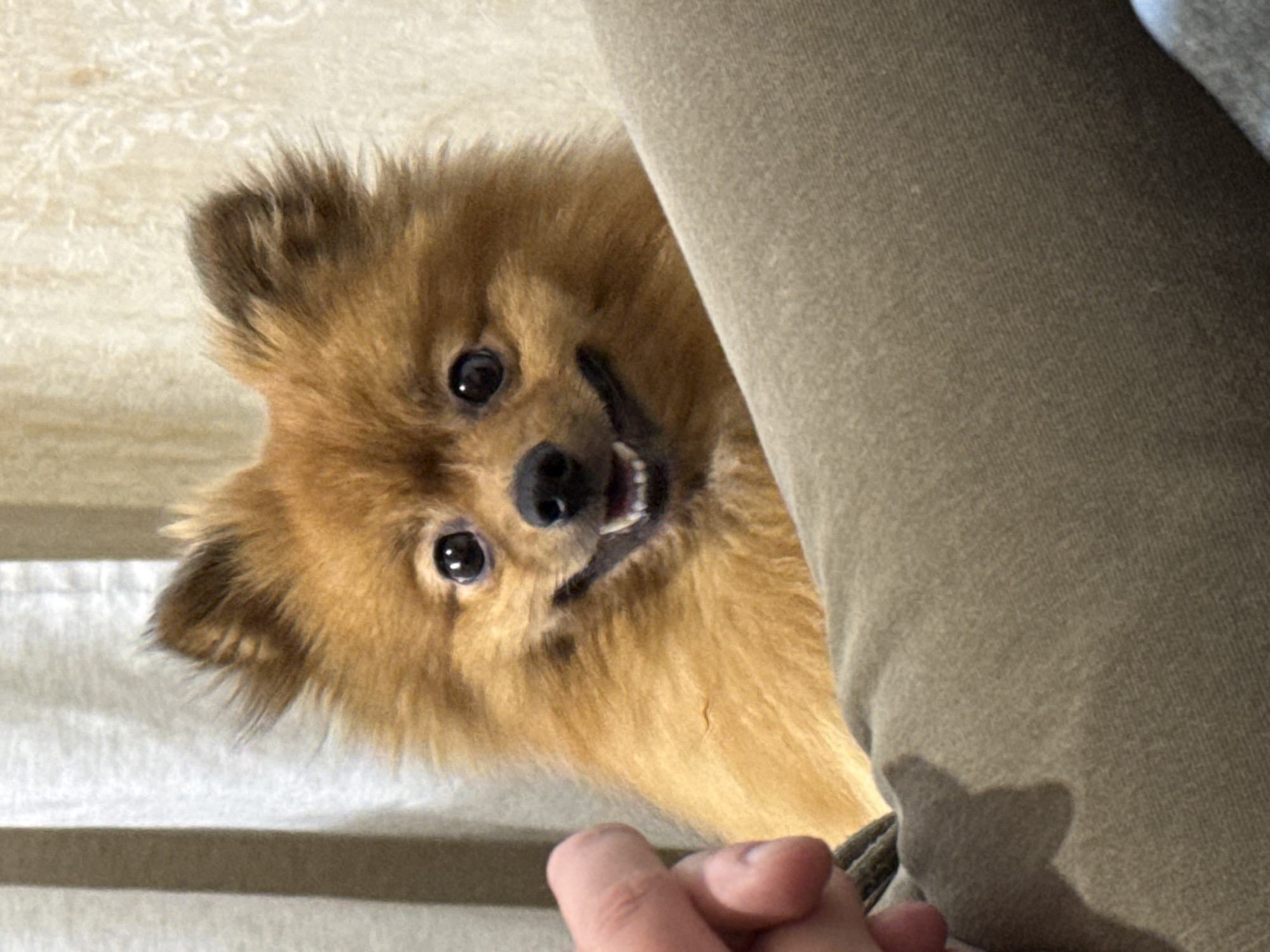 A brown Pomeranian-type dog peeks out from behind a person's leg, displaying its teeth in a smile. A hand appears to be petting the dog. The background shows a textured surface that looks like a sofa or carpet. The location in the city of Khimki, Russia, cannot be verified from the visual data.
