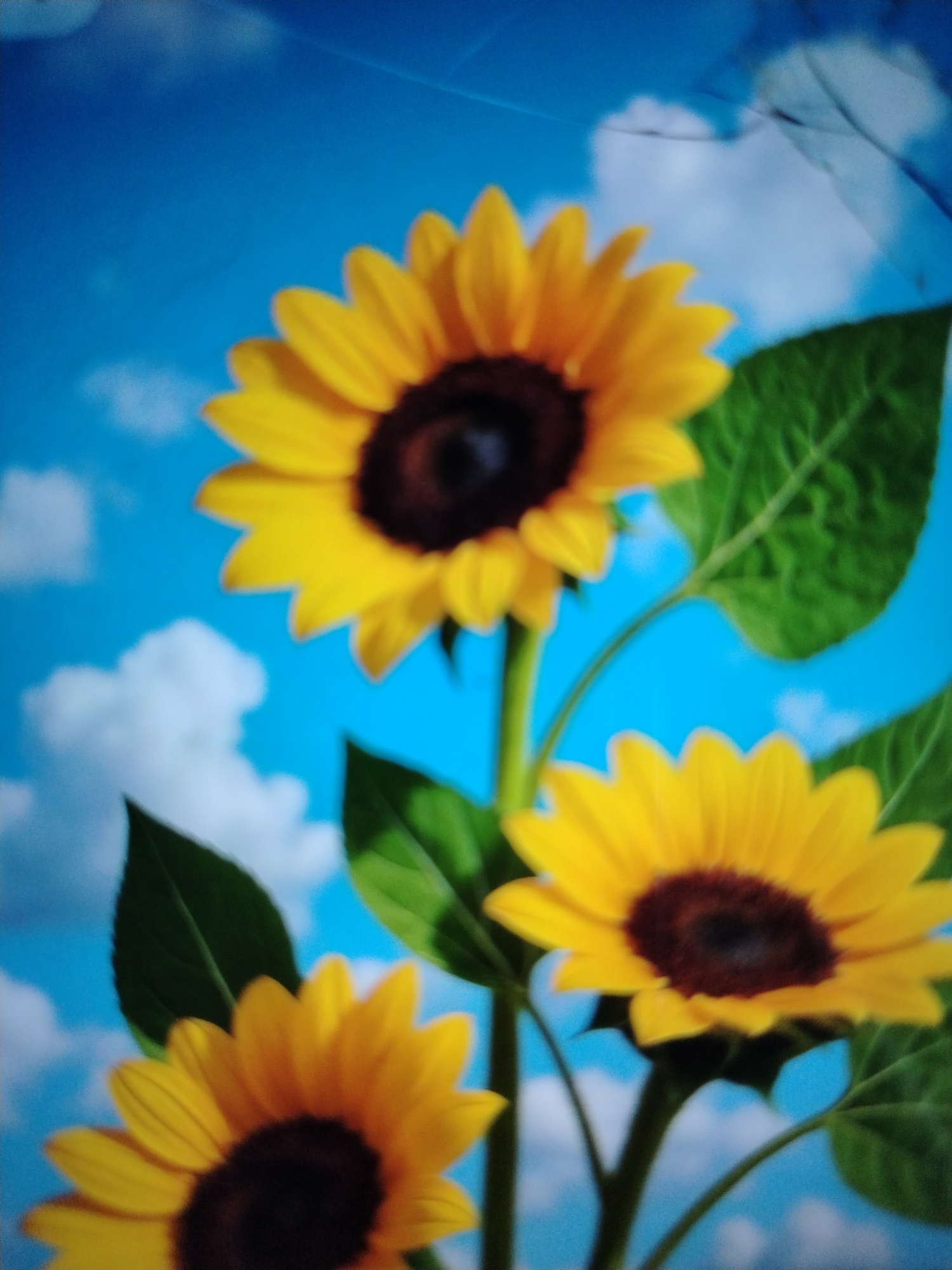 The image displays three sunflowers against a bright blue sky with scattered white clouds. The sunflowers are yellow with dark centers. Green leaves are visible around the sunflowers. The image is slightly blurred, suggesting it might be a photograph or a digital rendering. The context of Qorowul, Uzbekistan is not directly evident from the visual elements of the image itself.