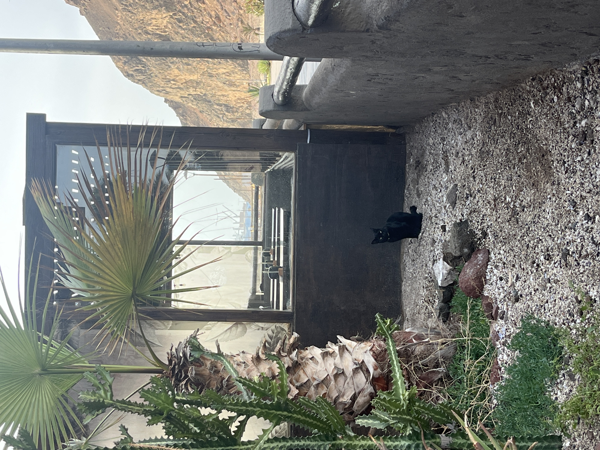 The image, apparently taken in Arica, Chile, presents a low-angle, slightly tilted view of a partially obstructed scene. In the foreground, there are various types of greenery including a fan palm and what appears to be cacti or succulents. Behind the foliage, a dark wooden frame structure with reflective glass panels is visible. The reflection in the glass seems to show a maritime scene, possibly a harbor. To the right of the wooden structure, there is a gravelly or shell-covered area that runs alongside a building or wall. A black cat is situated in this area. The background includes a view of hills or low mountains in a desaturated color palette. A utility pole or similar structure is also visible. The scene appears somewhat enclosed, potentially in a courtyard or narrow space between buildings.