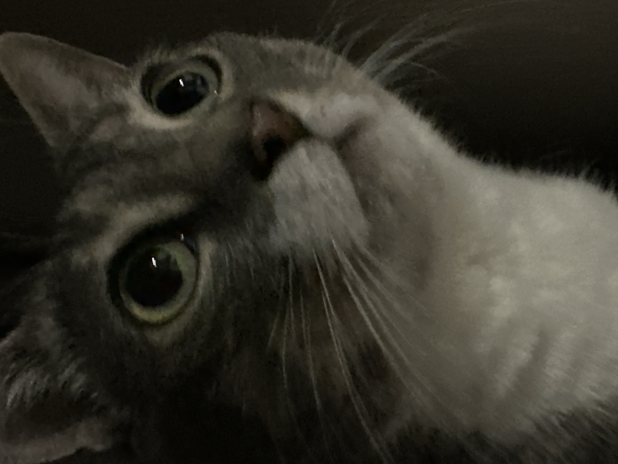 The media file is a close-up, slightly blurry, horizontal photograph of a domestic cat. The cat's head is tilted, and it is looking upwards towards the camera, giving it an inquisitive or surprised expression. The lighting is dim, creating a dark background and highlighting the cat's features.
The cat has gray and white fur. Its left ear is pointed upwards and clearly visible, while its right ear is mostly obscured by its head. The cat has large, round eyes with green irises and dark pupils. One eye is in sharp focus, showing a bright reflection. The other eye is slightly out of focus. The cat's whiskers are long and prominent, fanning out from its muzzle. Part of its nose, which appears pinkish-brown, is visible between its eyes. The cat's chest or chin area is white, contrasting with its gray fur.
The image appears to have been taken indoors due to the low light conditions. There are no discernible environmental cues that would suggest a specific time of day or weather. The focus on the cat's face and the close framing suggest an intimate or casual shot, likely taken by its owner. The overall mood is one of gentle curiosity or mild alarm, conveyed by the wide-eyed stare of the animal. There is no visible text in the image.