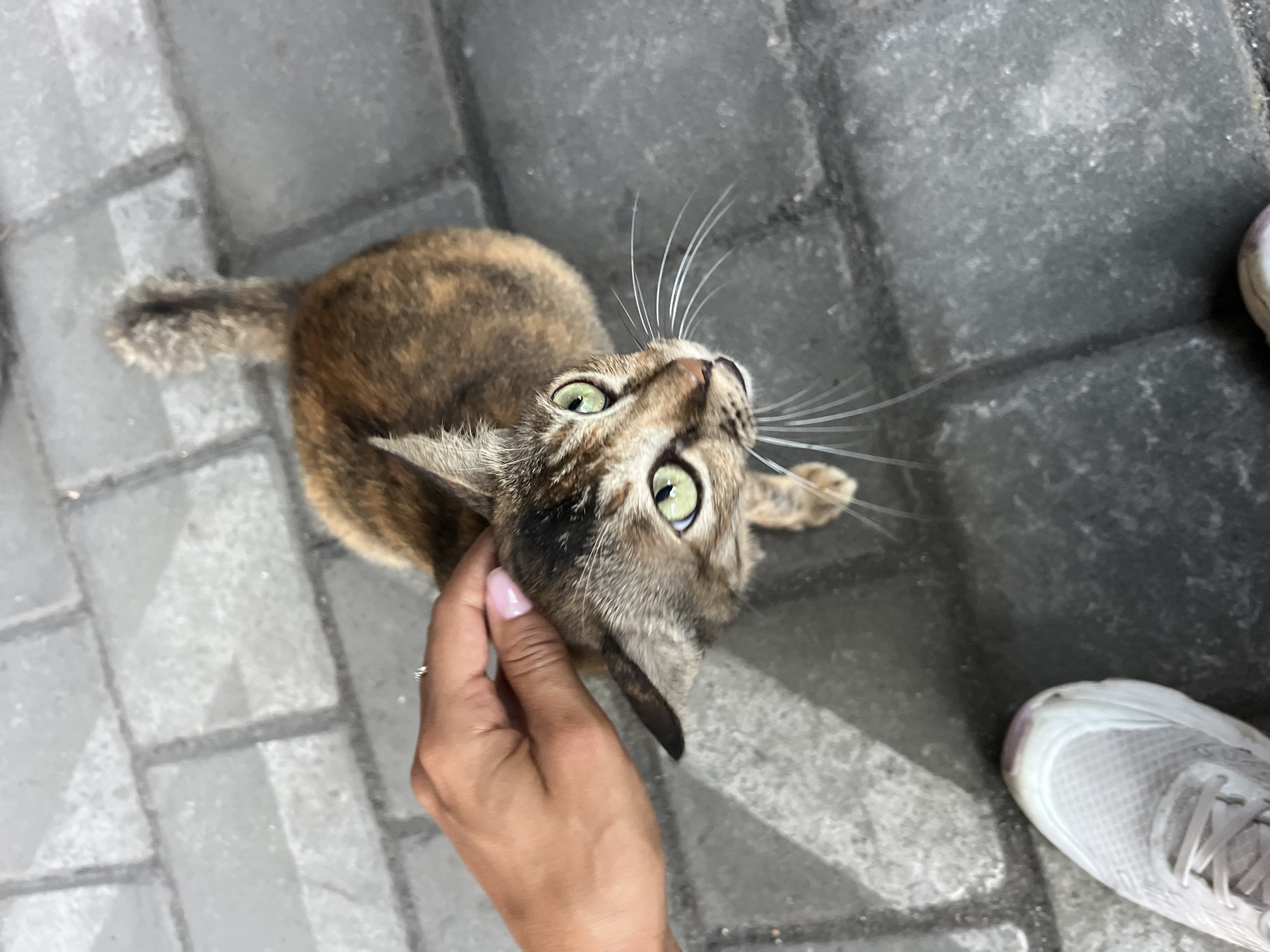A domestic cat with green eyes and a brindle coat is being petted by a person's hand with pink fingernails. The cat is looking up at the person. The scene takes place on a cobblestone path, consistent with the paving found in various locations within the city of Denpasar, Indonesia, such as parks or pedestrian areas. A white sneaker is visible in the lower left corner of the frame.