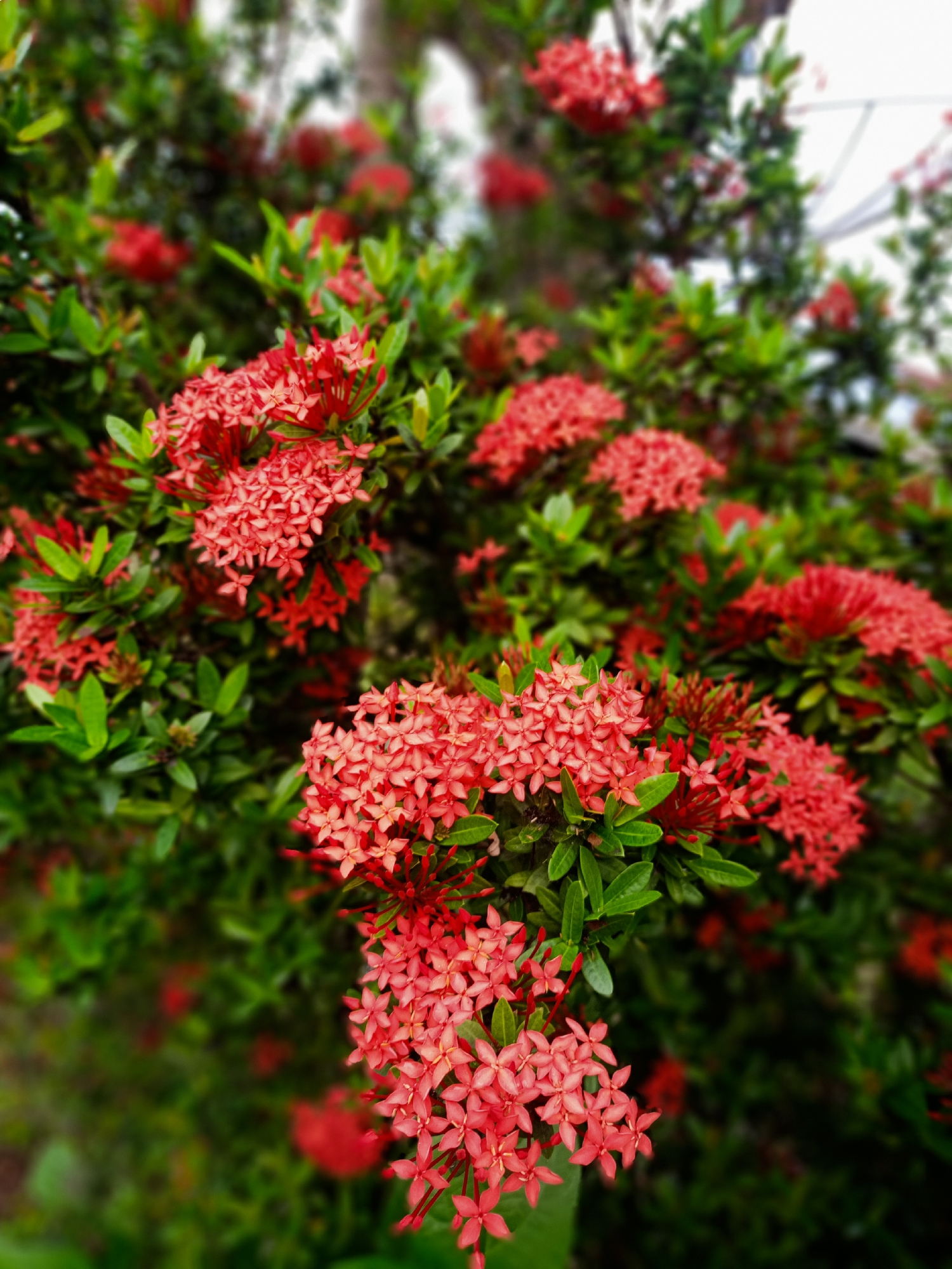 The image depicts a vibrant cluster of red Ixora flowers in full bloom, set against a backdrop of lush green foliage. The foreground flowers are in sharp focus, showcasing their intricate star-shaped petals. The background is deliberately blurred, creating a depth of field that emphasizes the foreground. The lighting appears natural, suggesting an outdoor setting. The location is Buketteukuh, Indonesia.