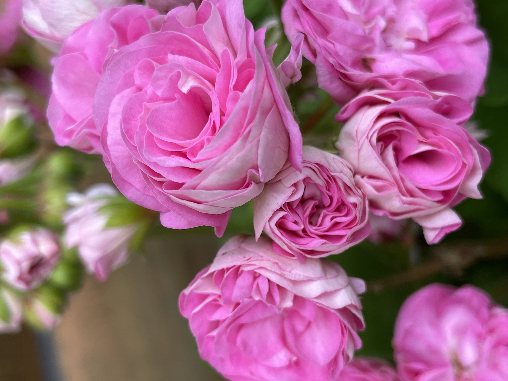 The image shows a close-up of several pink roses. The roses are in various stages of bloom, with some fully open and others still budding. The petals are soft and delicate, with a slight variation in color from a deep pink to a lighter, almost white shade at the edges. The background is blurred, creating a soft focus effect that highlights the flowers. There are hints of green foliage and a brown, out-of-focus background, possibly indicating a garden or natural setting. The lighting is soft and diffused, suggesting an overcast day or a shaded area. There are no people or any identifiable objects that would suggest a specific location within Ленинградская, Russia.