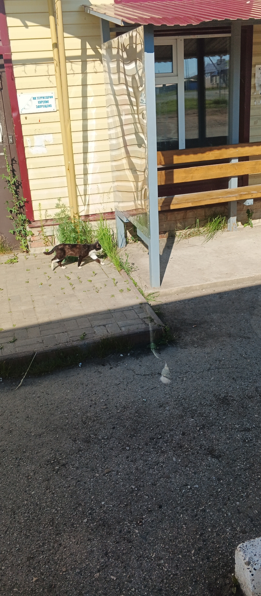 A black and white cat is walking on a paved walkway next to a building with yellow siding. The building has a red roof and a window with reflections. There is a wooden bench under a shelter. A sign on the building reads "НА ТЕРРИТОРИИ КУРЕНИЕ ЗАПРЕЩЕНО", which translates to "SMOKING IS PROHIBITED ON THE TERRITORY". The ground in front of the walkway is asphalt. The overall scene appears to be outdoors on a sunny day. The location is Киясово, Russia.