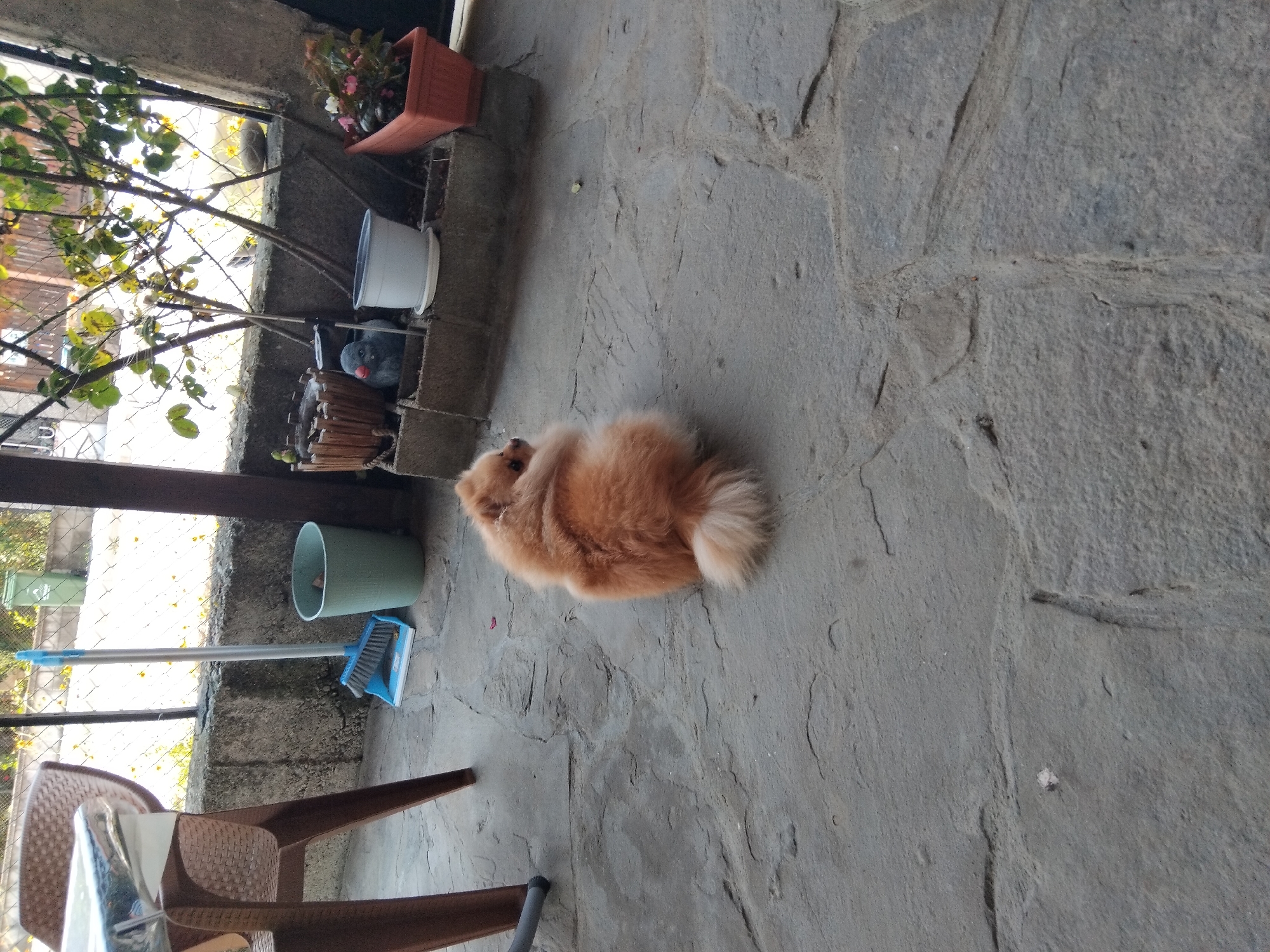 An orange Pomeranian dog is sitting on a stone patio in Apriltsi, Bulgaria. The dog is facing away from the camera, with its head turned to the left. In the background, there is a table and chairs, a broom and dustpan, a trash can, and several potted plants. A wire fence is visible behind the plants, with trees and buildings beyond. The sun is shining, casting shadows on the patio.