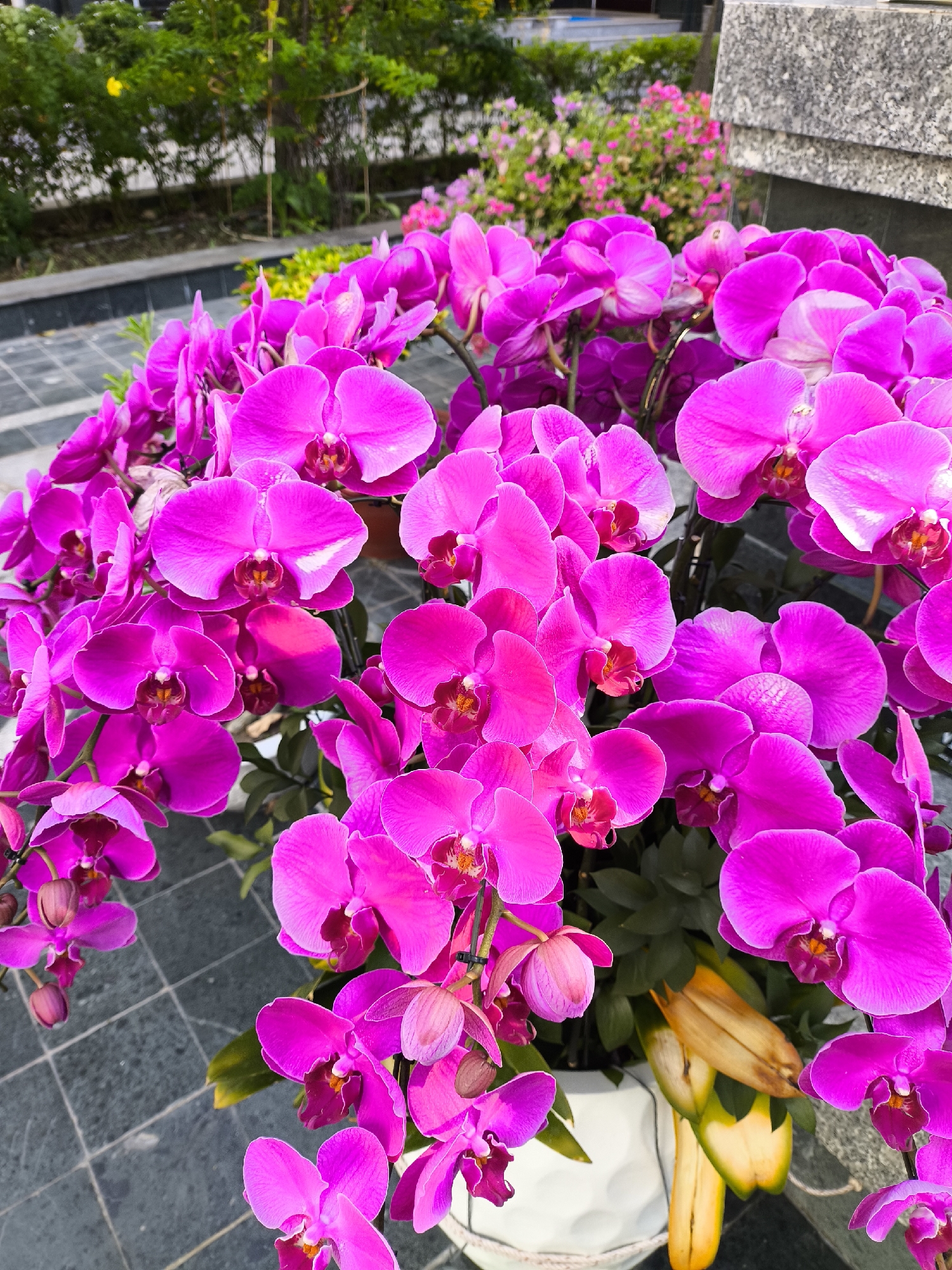 A cluster of vibrant pink orchids is the main focus of the image, filling the majority of the frame. The flowers are in full bloom, with some buds still visible. They are arranged in a large white pot, which is partially visible at the bottom right. The orchids have delicate petals and a distinct, intricate center. In the background, there are blurred green bushes and trees, suggesting an outdoor setting. To the right of the orchids, a portion of a gray granite structure is visible. The ground beneath the pot is paved with dark gray square tiles. There are no people or animals present in the image. The lighting suggests it is daytime, with a natural light source illuminating the flowers. The image appears to be taken at eye level or slightly above, looking down at the orchids.
