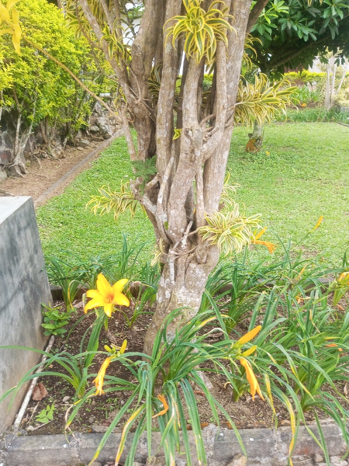 This image depicts an outdoor garden scene located in Nghĩa Đồng Commune, Vietnam. The central subject is a multi-trunked tree with light brown, textured bark, exhibiting variegated yellow and green foliage, primarily concentrated in clusters along its branches. Around the base of this tree, within a section of dark soil, numerous plants with long, strap-like green leaves are growing. A prominent, fully bloomed yellow flower, resembling a lily, is visible in the lower-left foreground, along with several elongated, orange-yellow flower buds in varying stages of development.
To the immediate left of the central tree, a gray concrete block or wall fragment serves as a border. A low concrete curb also defines the edge of the garden bed along the bottom of the frame. Beyond this, a narrow, unpaved path or dirt strip runs parallel to a stone wall, which is partially obscured by dense green and yellow-green shrubbery on its upper surface.
The midground to the right of the tree features a well-maintained lawn of bright green grass. In the background, additional trees and dense green foliage are visible, indicating an expansive vegetated area. No individuals or animals are present in the scene. The overall environment suggests a cultivated landscape.