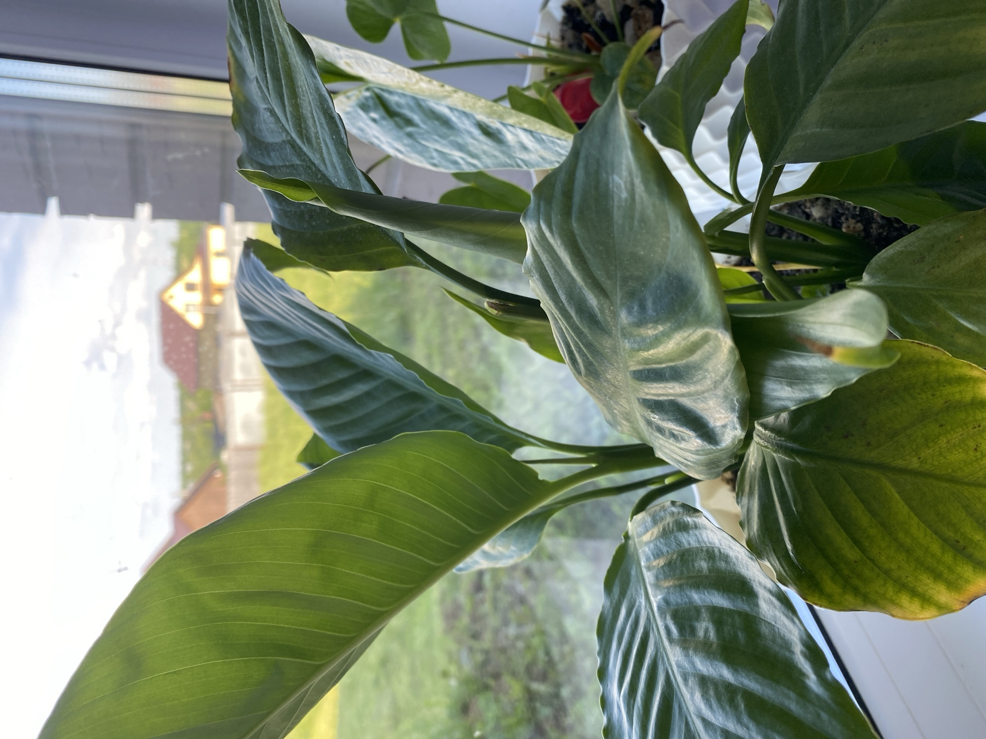 The image shows a close-up of a green houseplant with large, glossy leaves. The plant is placed near a window, allowing natural light to illuminate the leaves, highlighting their prominent veins. The leaves are a deep green, with some showing a slight sheen or reflection. One leaf on the right side of the image exhibits a yellowing edge, suggesting it might be older or in need of care.
Through the window, a blurred outdoor scene is visible. There's a hint of sky with clouds and sunlight. In the distance, a structure resembling a house with a pitched roof can be seen, along with some greenery. The overall impression is one of a calm indoor setting with a glimpse of the outside world. The image does not contain any people, and no text is visible. The time of day appears to be daytime, and the weather seems clear enough to allow sunlight through the window.