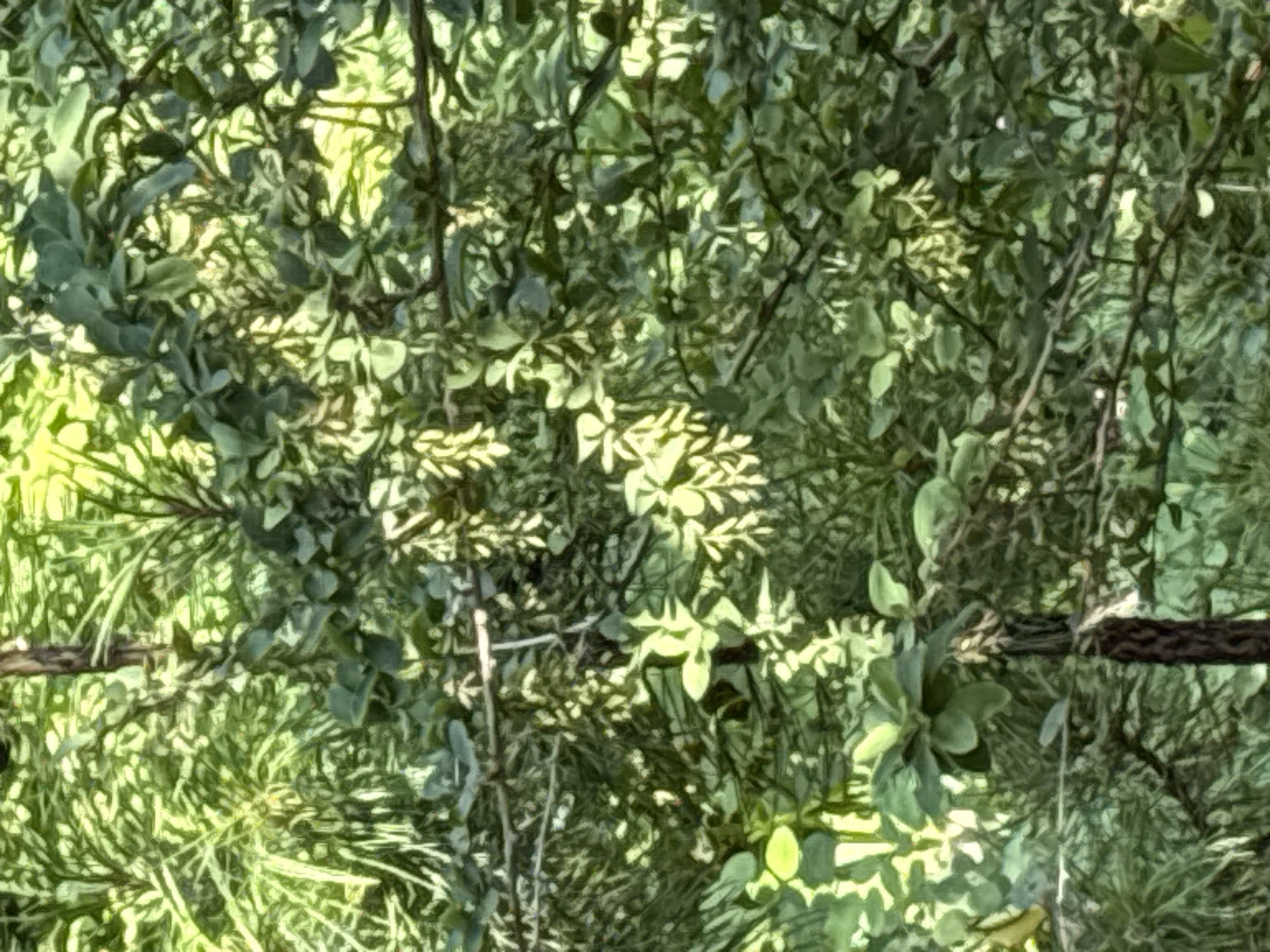 This media file shows a dense canopy of green foliage, likely from trees and bushes. The leaves are varied in shape and size, with some appearing needle-like and others broader and oval. Sunlight filters through the branches, creating dappled patterns of light and shadow on the leaves. The overall impression is one of lush vegetation. There is a horizontal element that appears to be a thick, dark branch or possibly a piece of rope stretched across the frame, partially obscured by the leaves. The scene suggests an outdoor setting, possibly a forest, garden, or park, with ample sunlight, indicating daytime. The location is identified as Dubrovino, Russia. There is no visible text in the image.