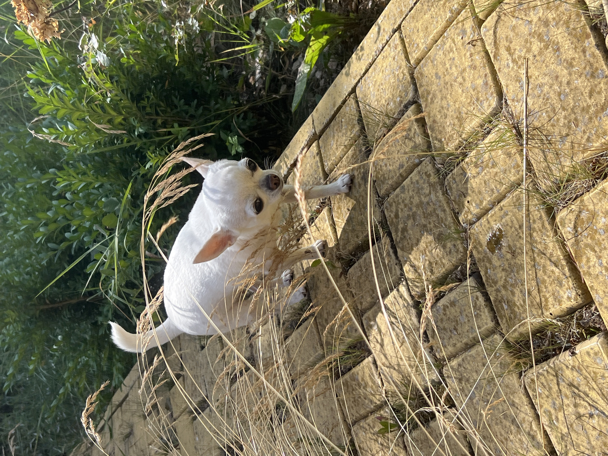 A small, white Chihuahua dog stands on a pathway made of square, yellow paving stones. The dog is positioned in the center of the frame, facing left with its head turned towards the viewer. Tall, dry grass stalks are scattered across the pathway and in front of the dog, partially obscuring its body. In the background, lush green foliage and plants create a natural setting. The lighting suggests it is daytime, with shadows cast by the dog and the grass. The scene appears to be an outdoor location, likely a garden or a paved walkway in a natural environment. There is no indication that this image is from Fontanka, Ukraine; it is a general outdoor scene.