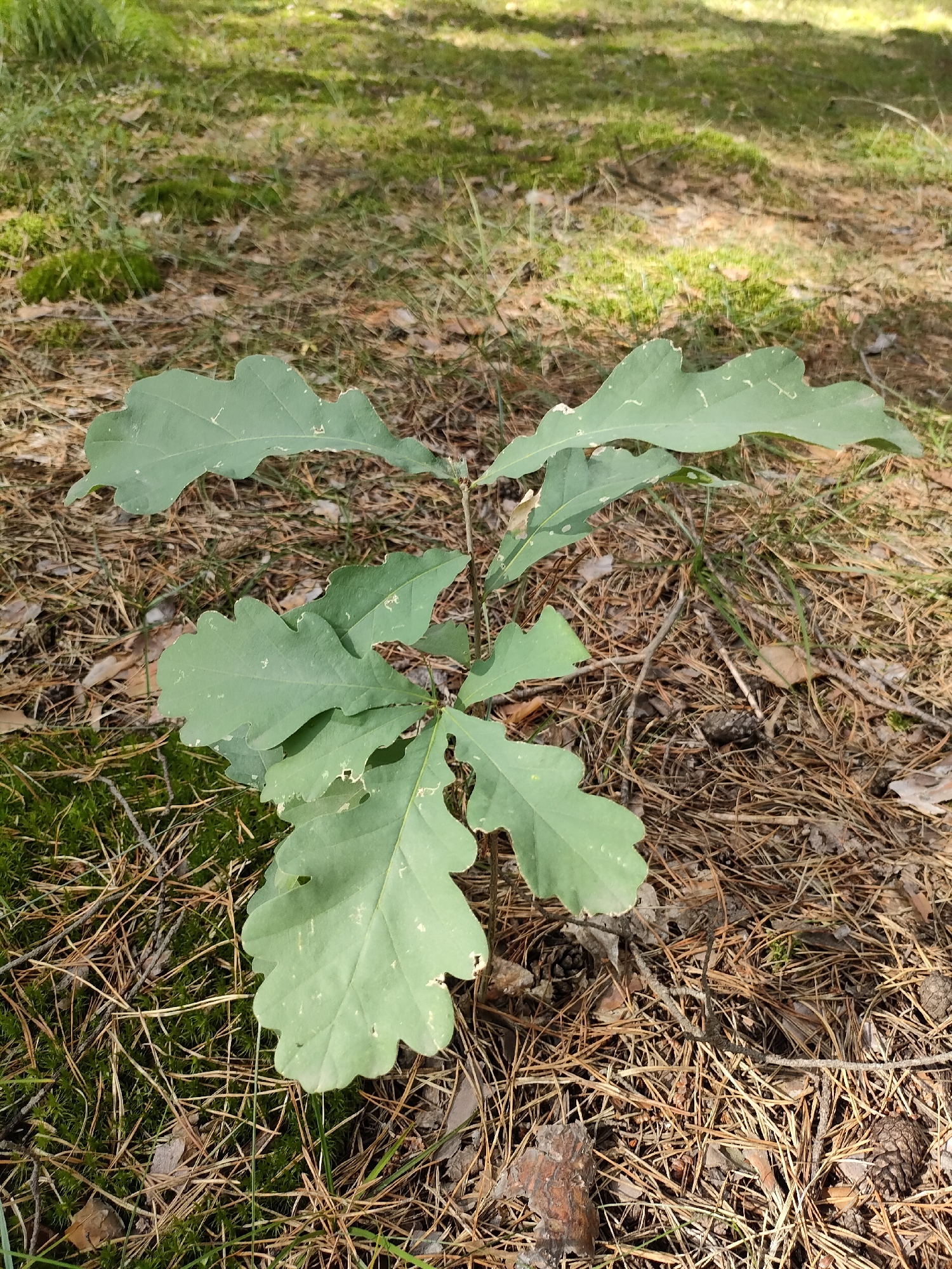 An outdoor, eye-level, medium shot shows a small oak sapling growing in a forest floor environment in Yuzhnyy, Russia. The sapling, centrally located in the frame, has a thin brown stem with several green leaves. The leaves are lobed with serrated edges and display some minor damage, likely from insects. The forest floor is covered in a thick layer of dry pine needles, twigs, and a few small pinecones. Patches of green moss and sparse blades of grass are visible interspersed with the pine needles. Sunlight filters through the trees above, creating dappled patterns of light and shadow on the ground and the leaves of the sapling. The background is a blur of green foliage and dappled sunlight, indicating further woodland. There are no people or animals present in the scene.