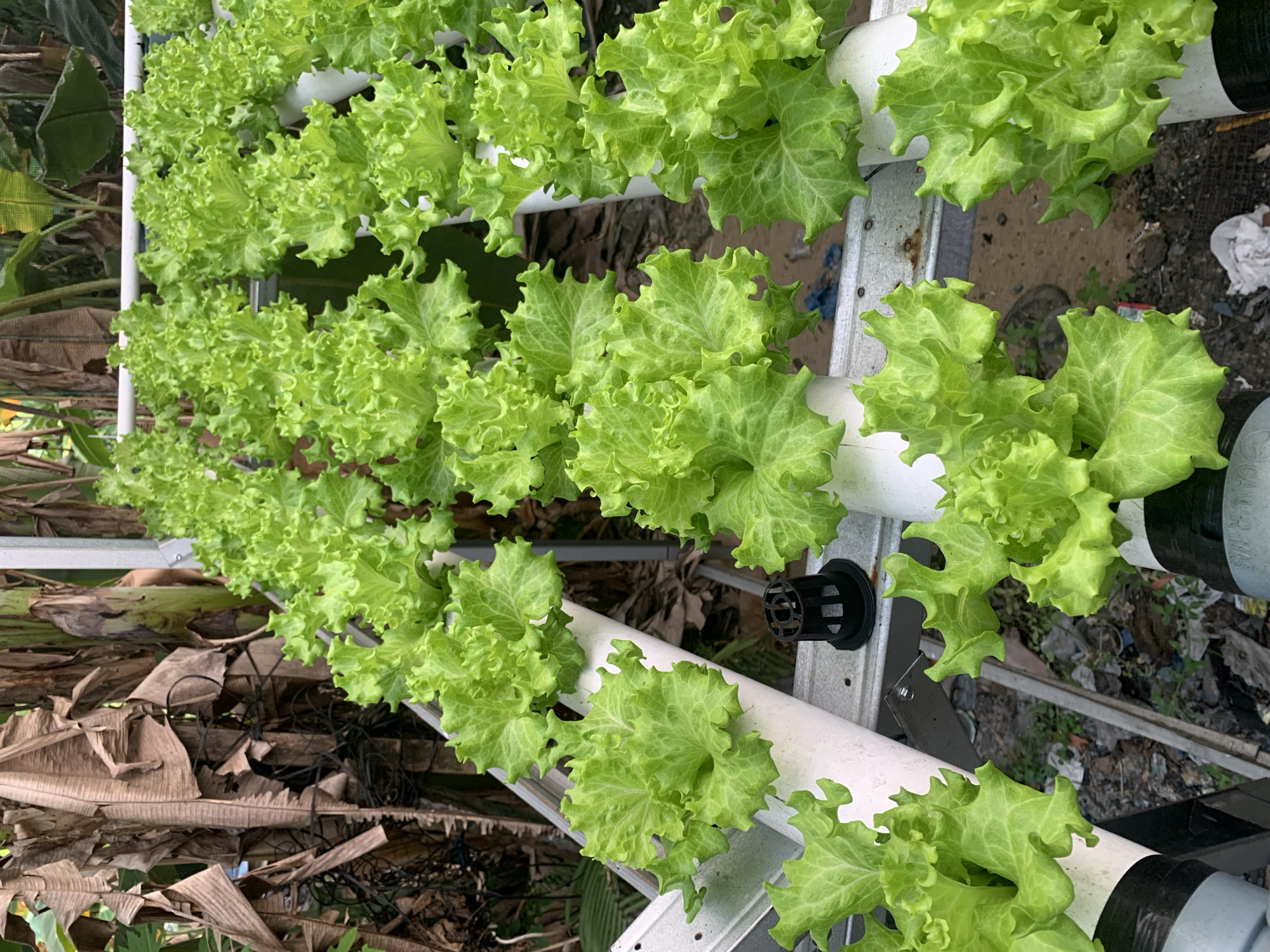 The image shows a hydroponic system with rows of bright green lettuce plants. The plants are growing in white pipes, supported by a metal frame. In the background, there are dried banana leaves and lush green vegetation. The ground beneath the system appears to be covered with dirt and debris. The scene is likely outdoors, possibly in a garden or agricultural setting within Palembang, Indonesia, given the presence of banana plants, which are common in tropical regions. No people are visible in the image.