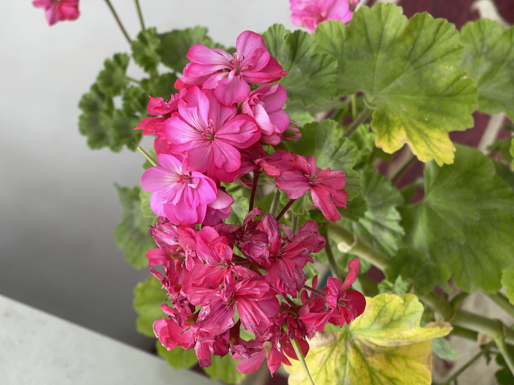 A cluster of bright pink and fuchsia geranium flowers is in sharp focus in the foreground of the image. Some of the flowers appear wilted and dry, while others are vibrant and full. Lush green leaves with serrated edges surround the blooms, with a few leaves showing signs of yellowing and distress. The background is blurred, with a light gray wall and diagonal shadow on the left, and hints of other pink flowers and greenery. The scene suggests an outdoor setting, possibly a balcony or garden in the city of Кызыл-Тоо, Kyrgyzstan.