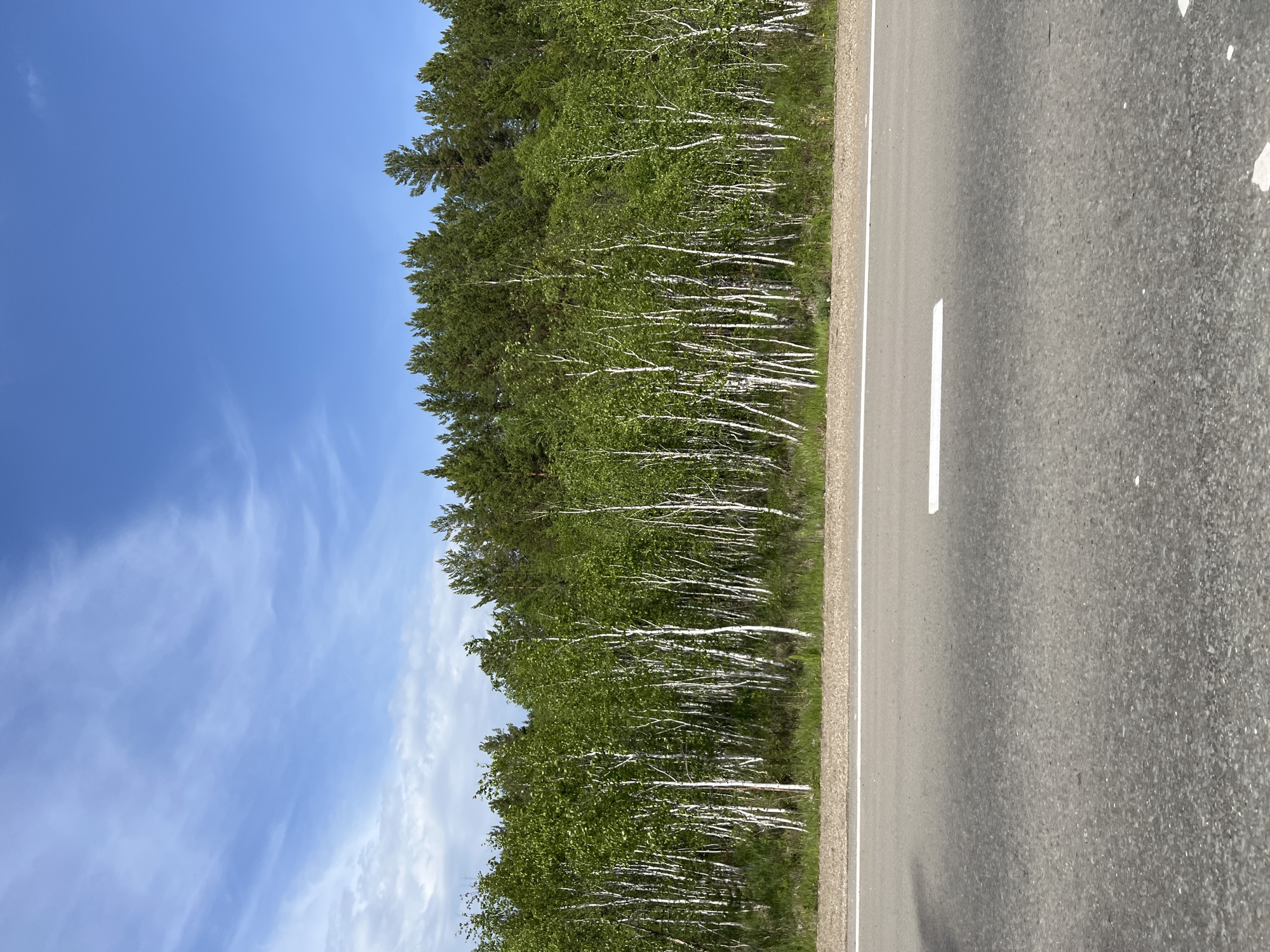 An asphalt road runs horizontally across the foreground of the image. A white line is painted on the road, dividing lanes. In the background, a dense forest lines the side of the road. The forest is composed of birch and pine trees, with the birch trees having white trunks and green leaves. The sky above is a clear blue with wispy white clouds. The scene appears to be in Tal'tsy, Russia, a location known for its natural beauty and forested landscapes.