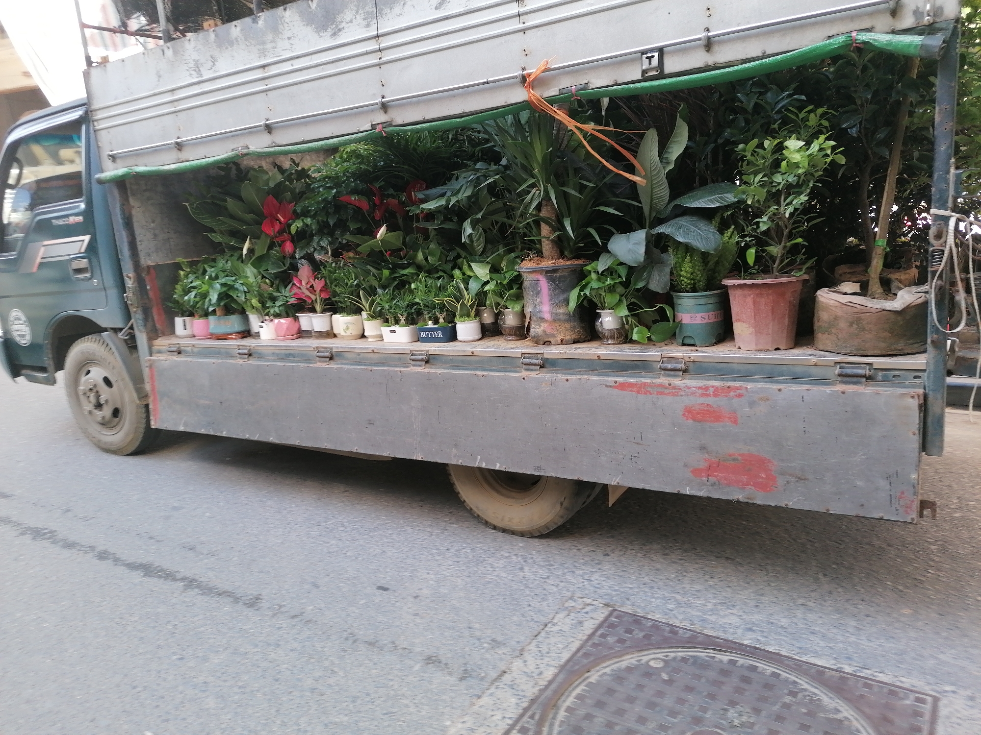 The image shows a truck transporting a large quantity of potted plants. The truck's bed is filled with a variety of plants, including flowering plants, foliage plants, and small trees. The truck appears to be old, with a faded grey paint job and some rust. The plants are densely packed, suggesting they are being transported for sale or relocation. The background suggests an urban environment, likely in Sa Pa Ward, Vietnam, due to the style of the truck and the vegetation. The road is asphalt, and a manhole cover is visible in the foreground.