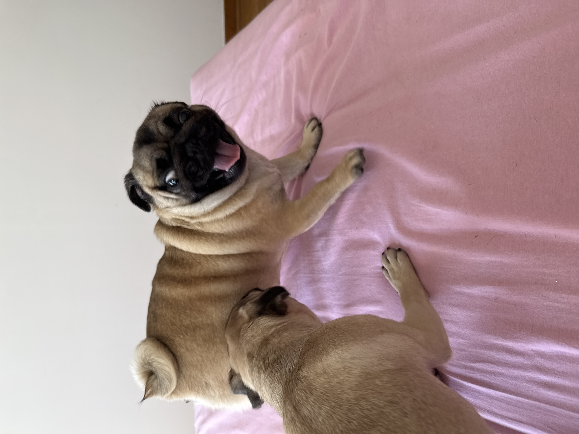 Two pug puppies are playing on a pink surface, likely a bedspread. One puppy is on its back with its mouth open, looking up and to the left. Its tongue is visible, and its eyes are wide. The other puppy is lying on its stomach, looking down at the first puppy, with its head nudged towards the other puppy's body. The puppies are light brown and fawn-colored, with the characteristic pug facial features and curled tails. The lighting suggests it is daytime, and the overall scene conveys a sense of playfulness and youthful energy. The pink surface is slightly wrinkled, indicating it is soft and possibly fabric.