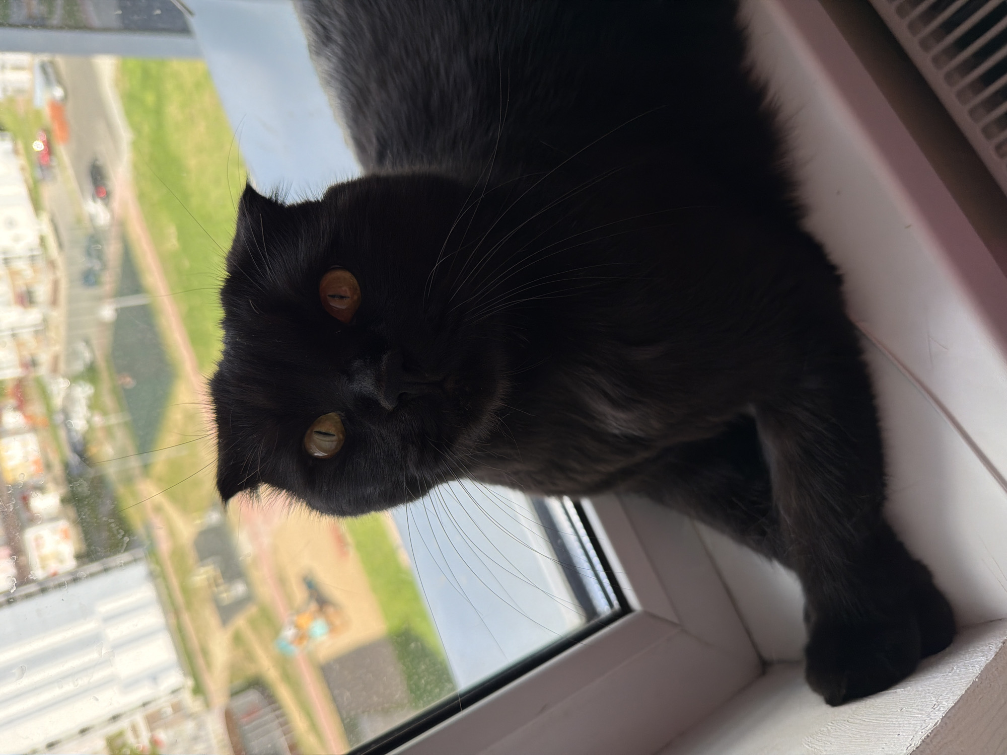 A black cat with orange eyes is sitting on a windowsill, looking towards the camera. The cat's ears are folded down, characteristic of a Scottish Fold breed. The windowsill is white and appears to be in an apartment building. Through the window, a cityscape can be seen, with buildings and a playground. The weather appears to be overcast, as indicated by the light and reflections on the windowpane. The scene is likely in the city of Tsiolkovsky, Russia, given the architectural style and general appearance of the surroundings.